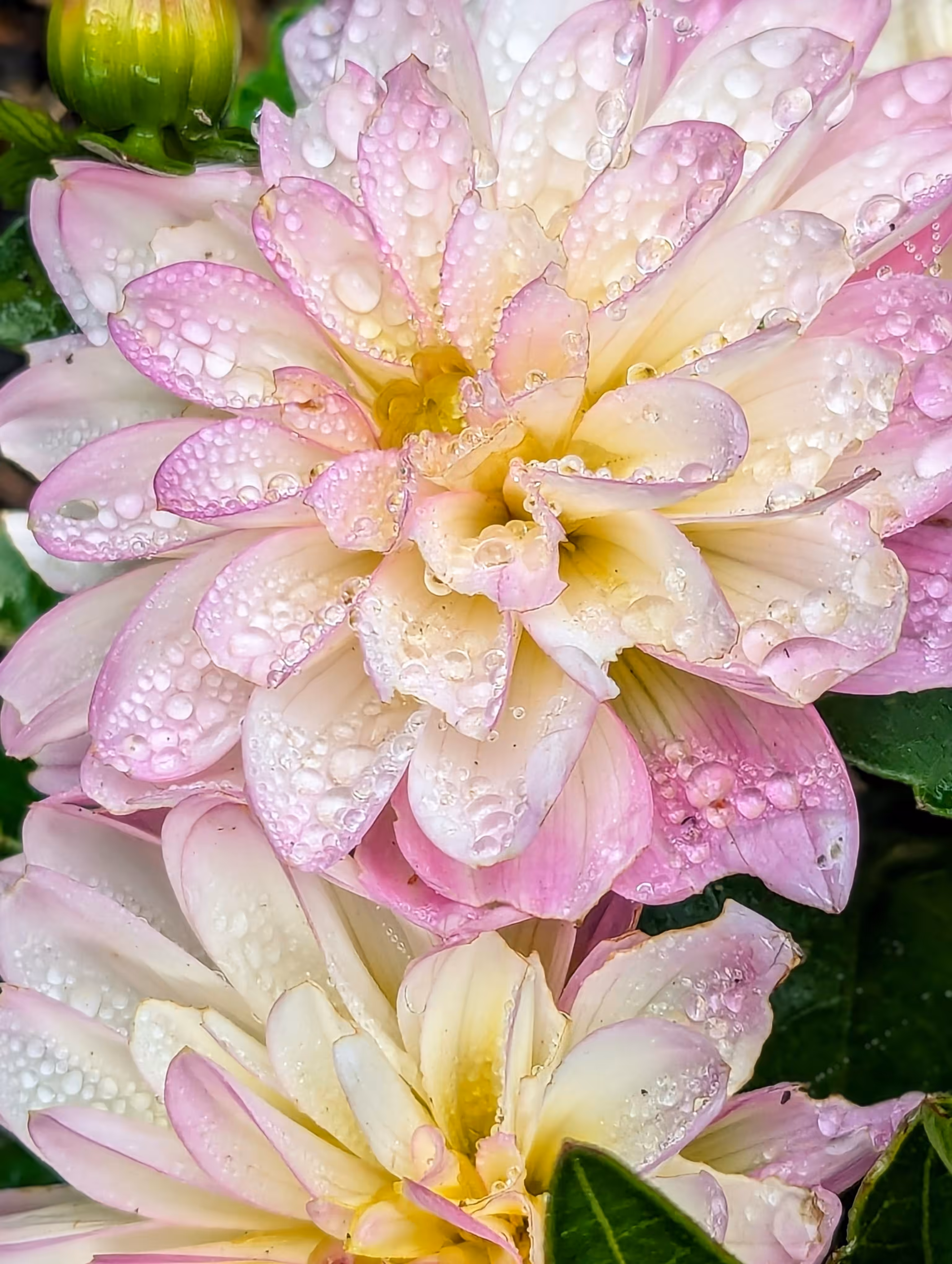 Dahlia sparkler
