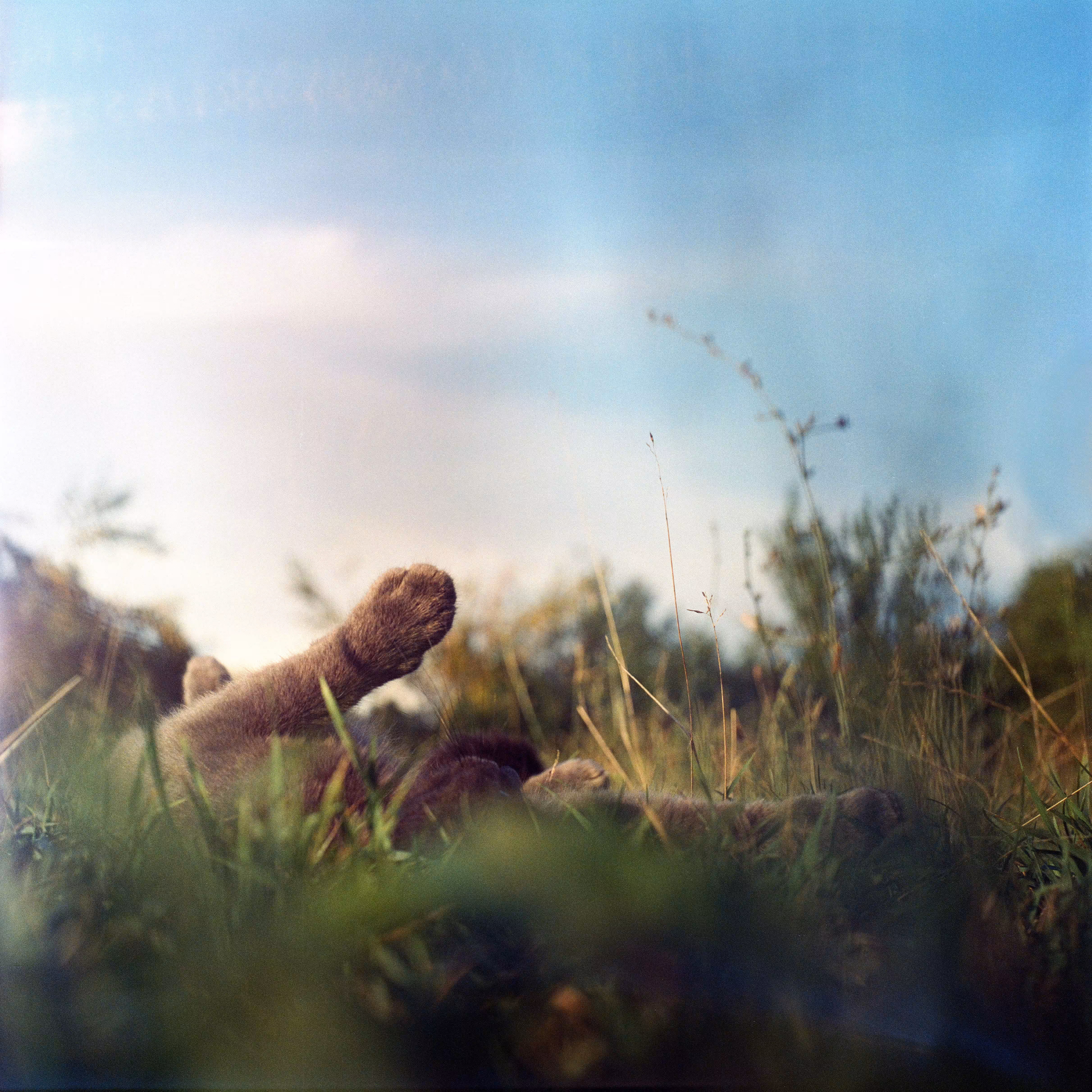 tenderness