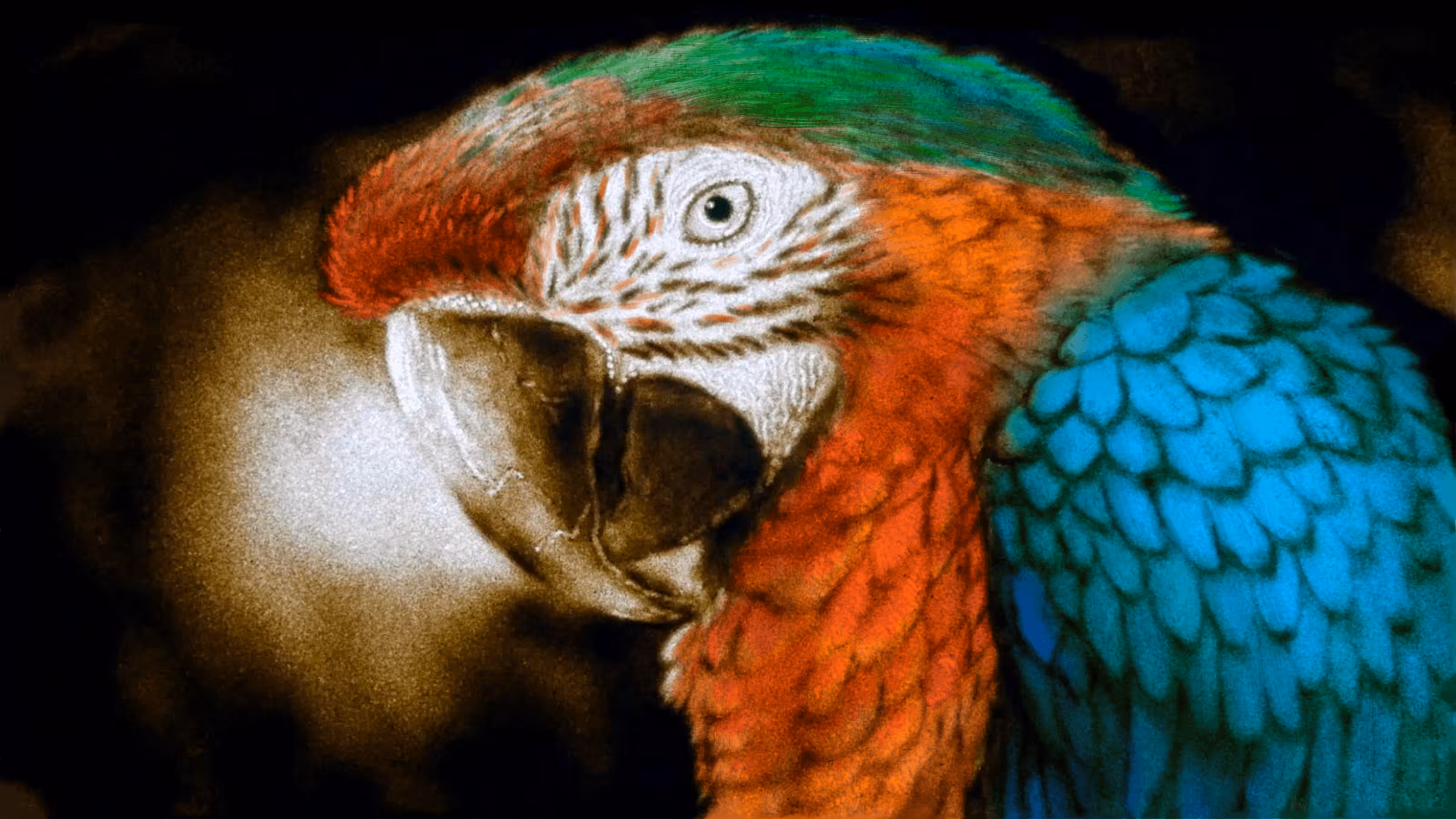Colorful Parrot