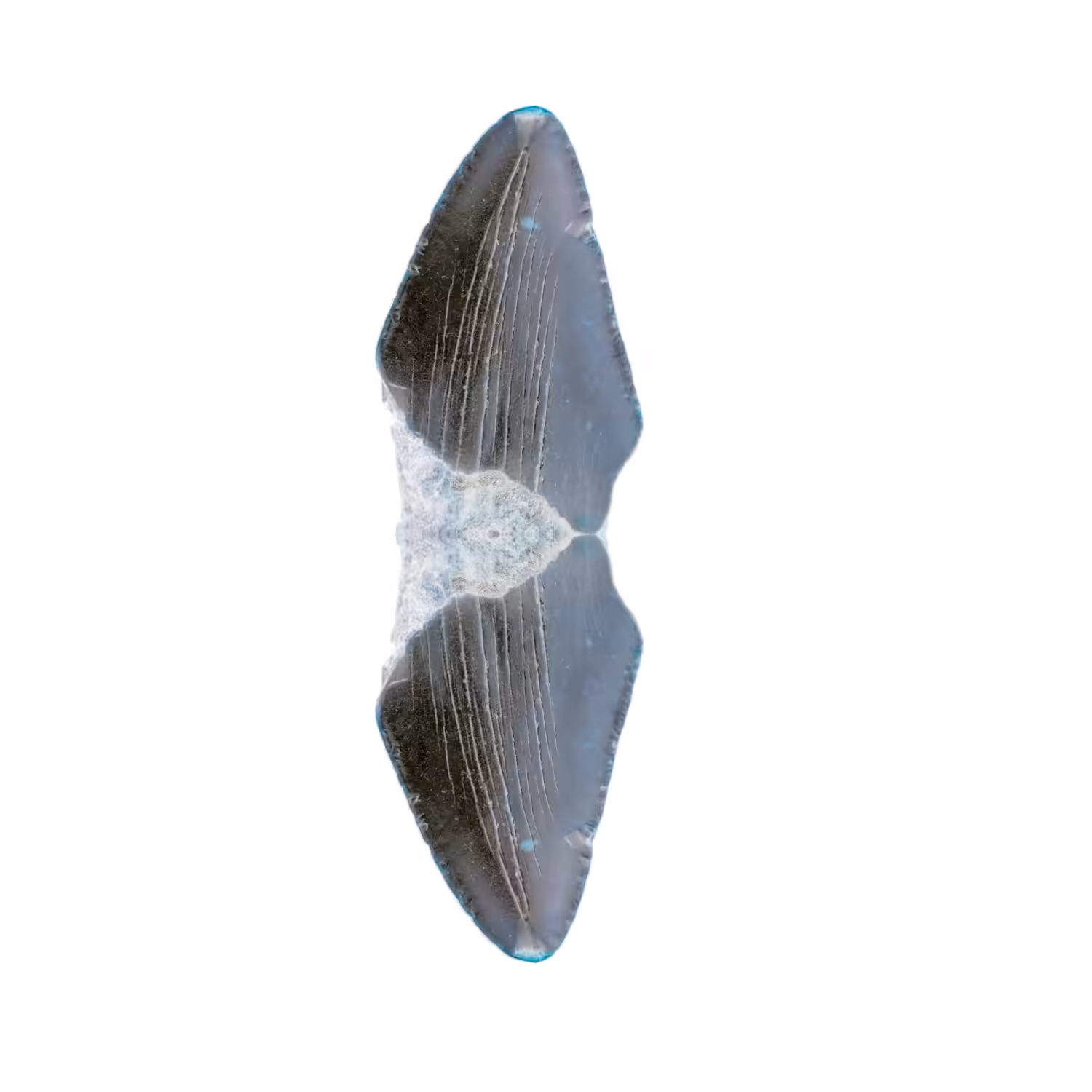 Lucky Talisman: Ancient Arctic Shark