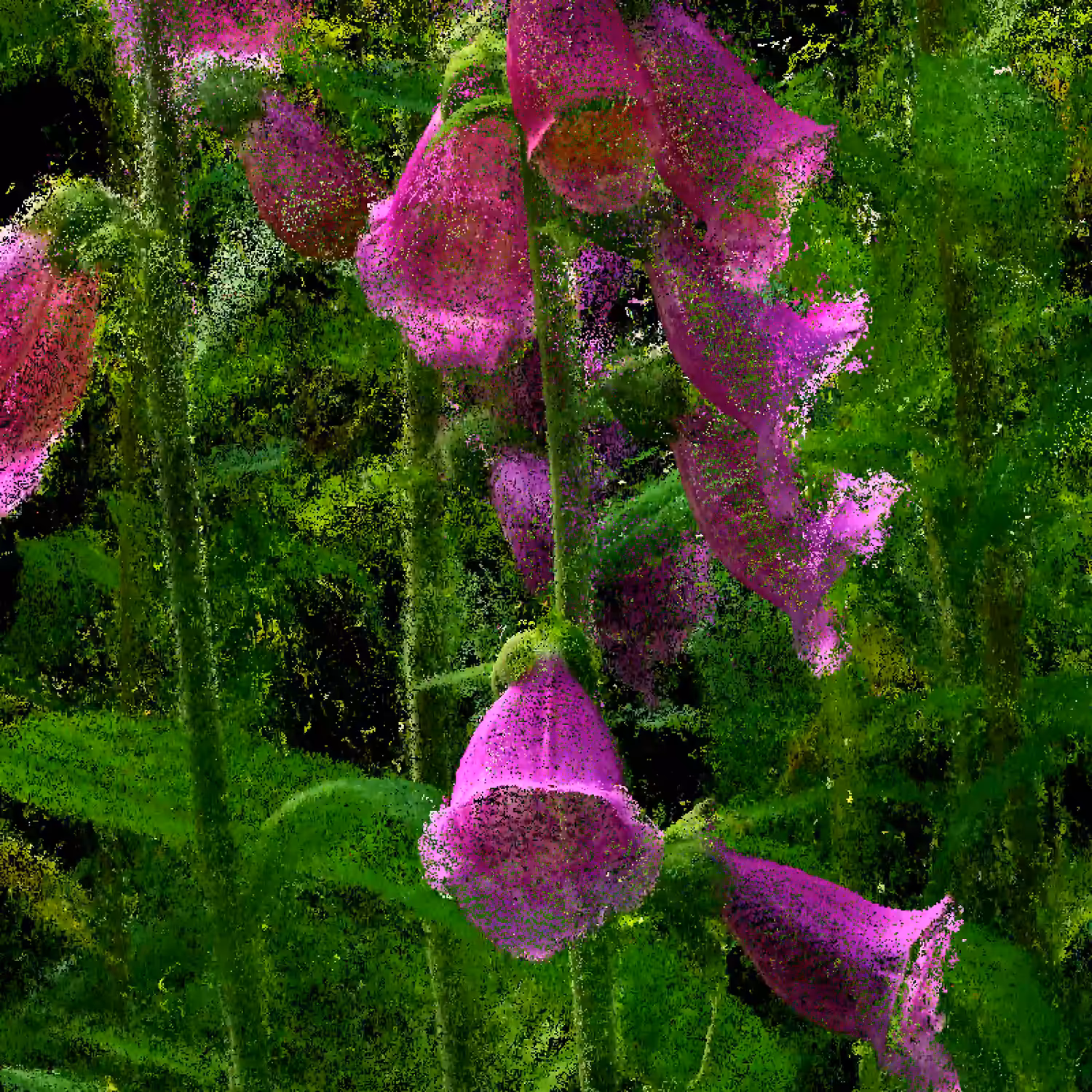 Foxglove [NFT version]