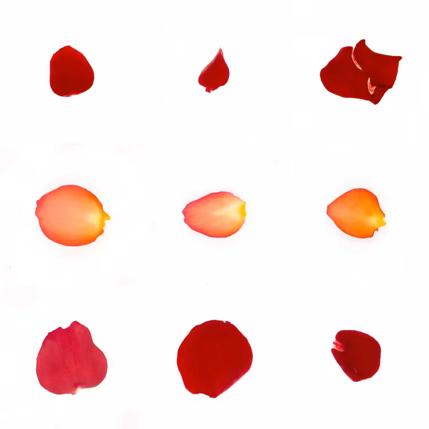 Infinite Petals 3x3#3691