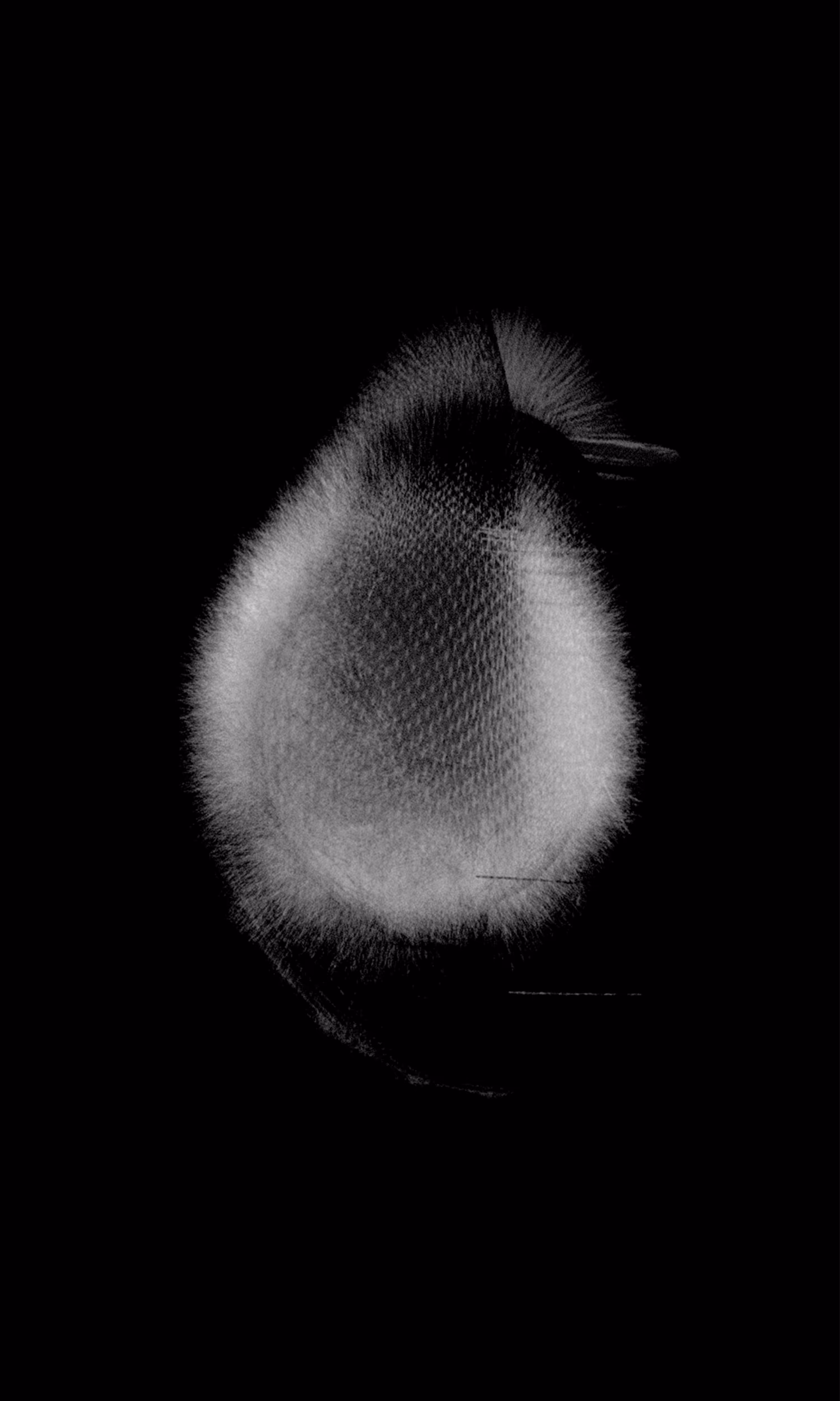 Collection: Generative Monochrome | Name: Birth ii