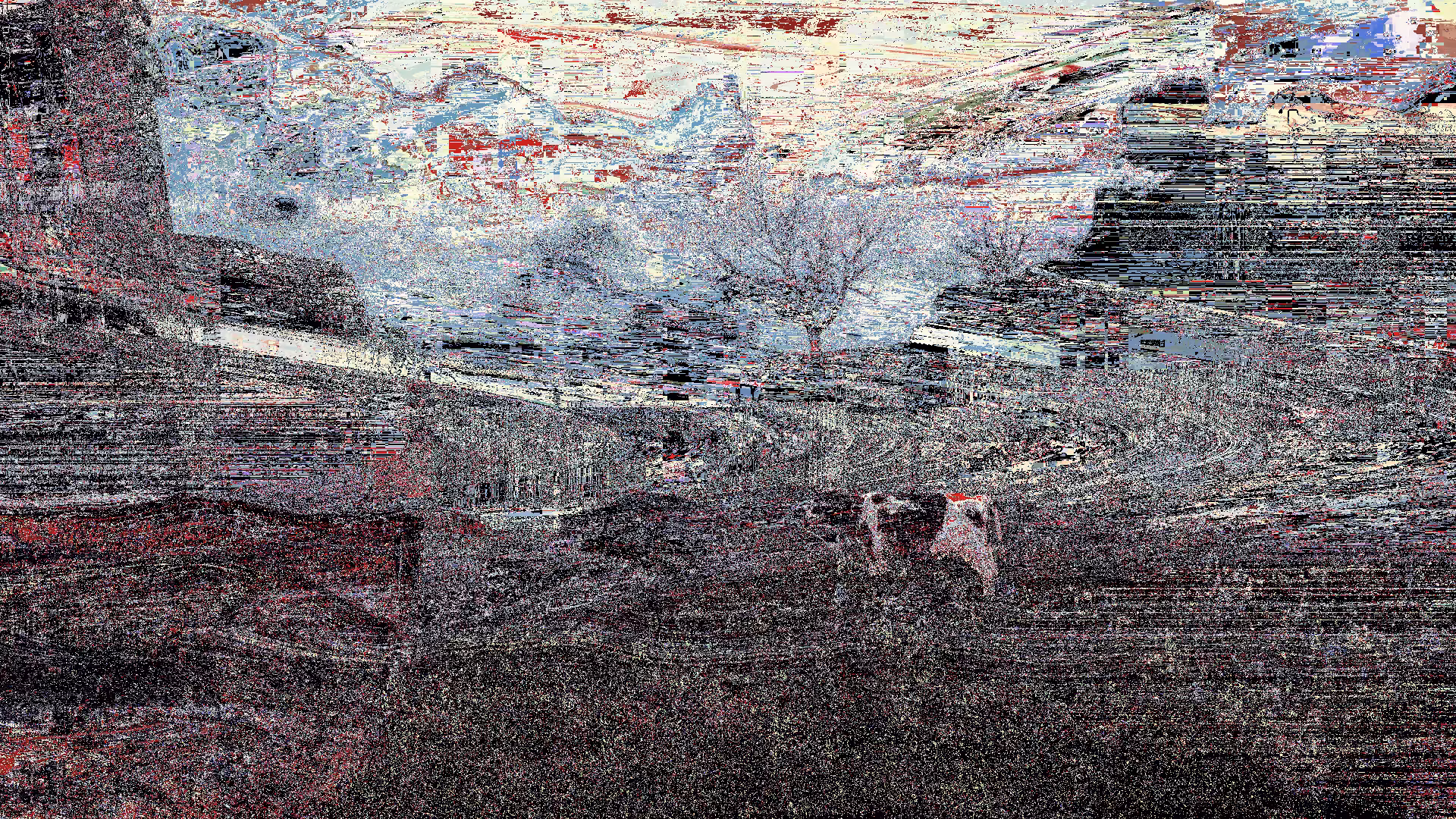 Cow enjoying the view in general and sparks of red in particular 