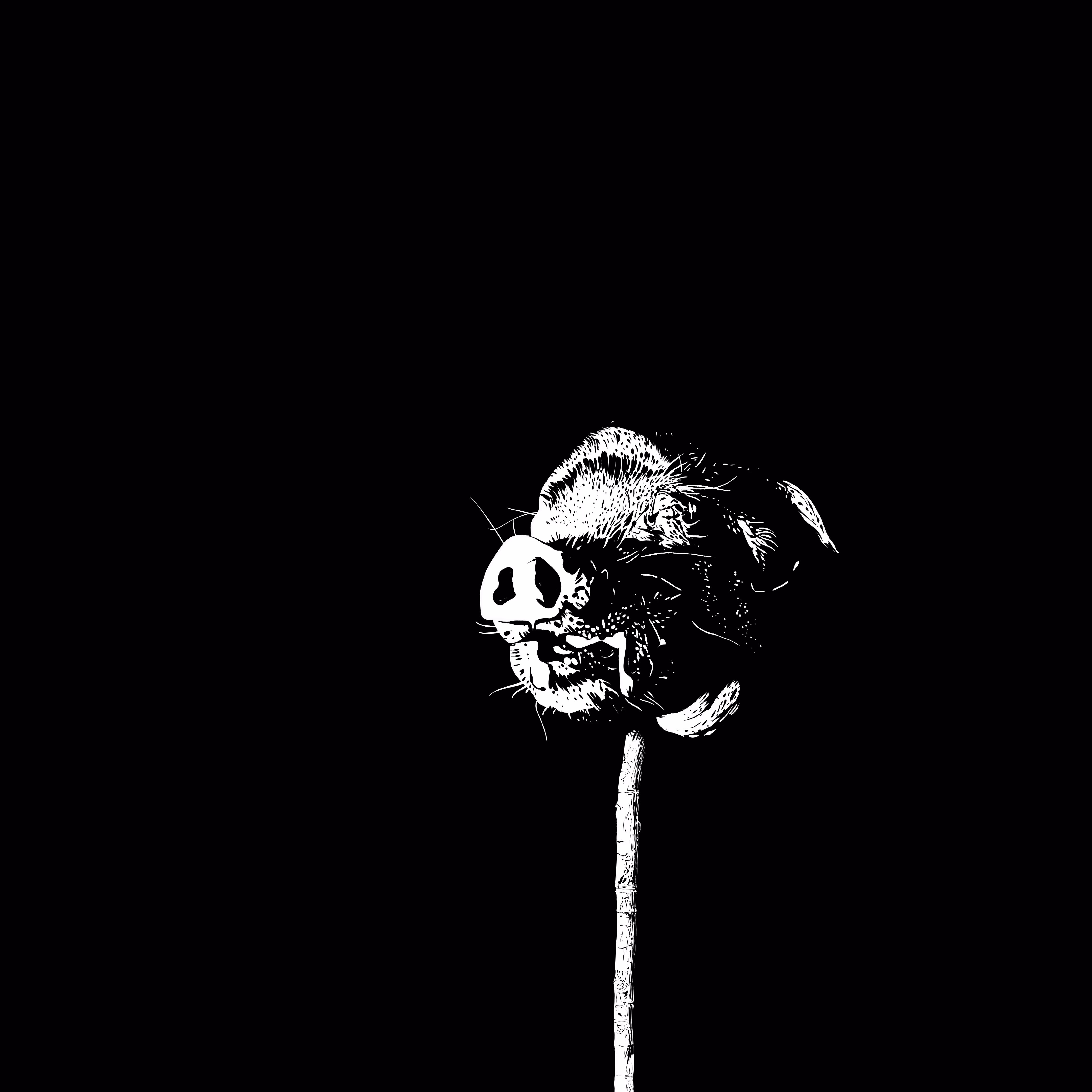 The lord of the flies