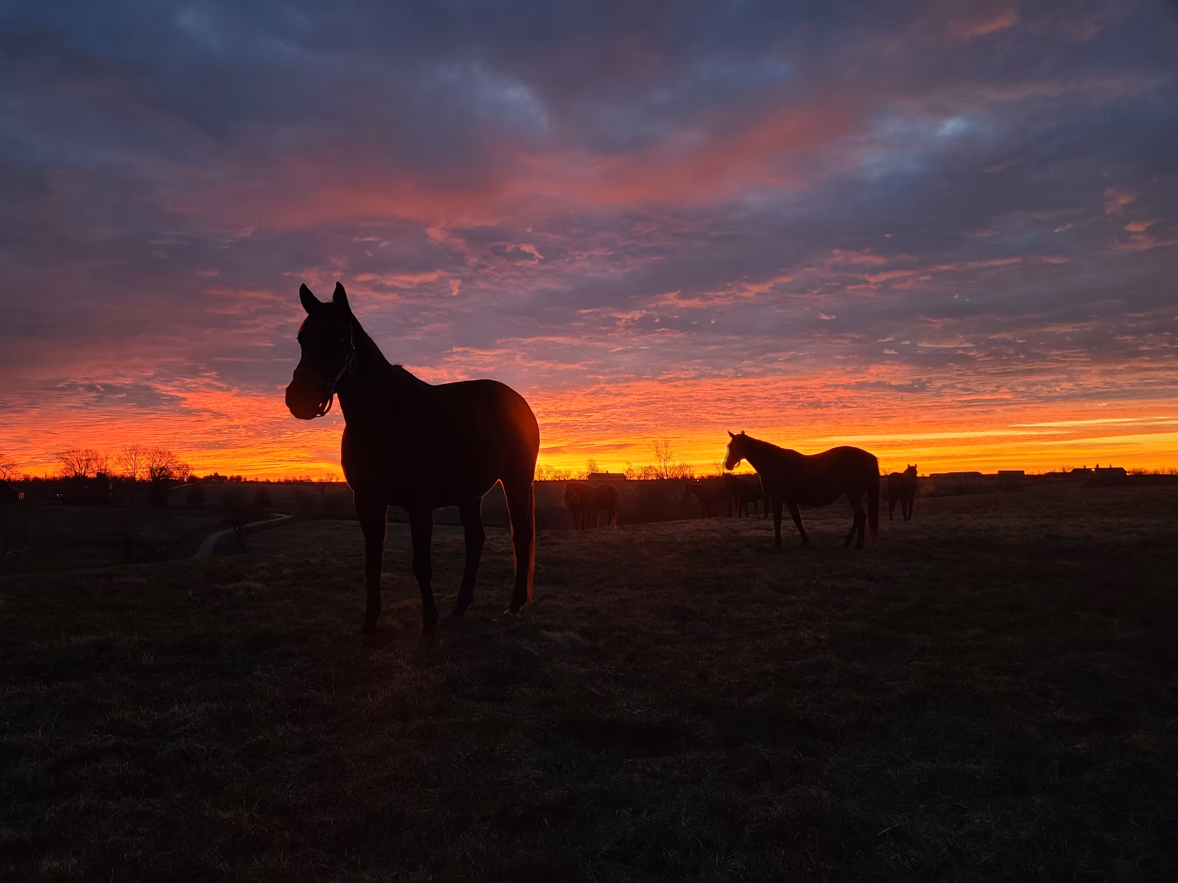 Farm Photography +: Magma