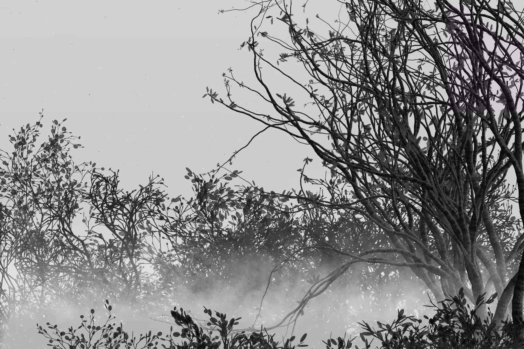 Morning Mist #317