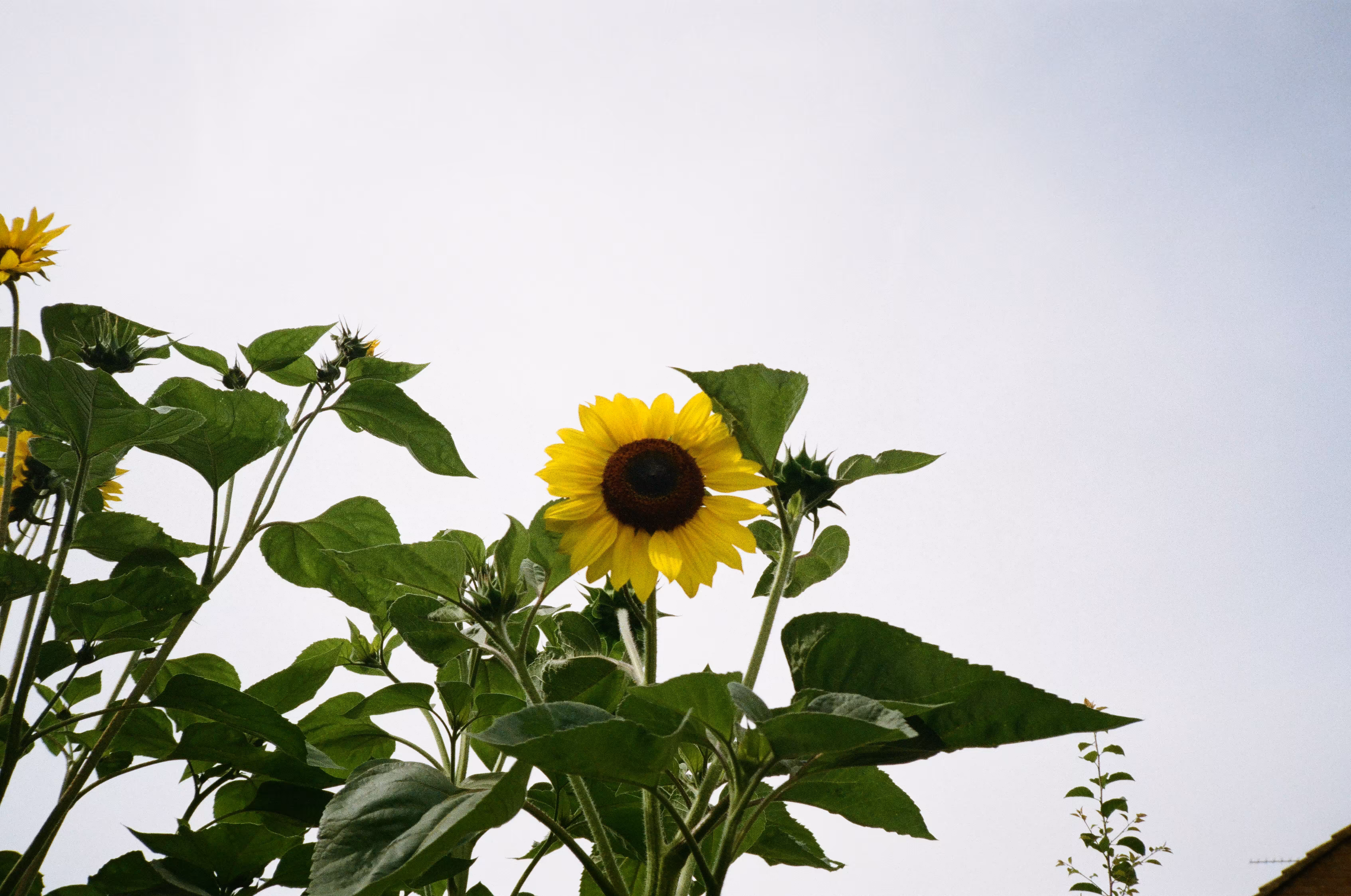 Rodeo posts: Sunflower on film