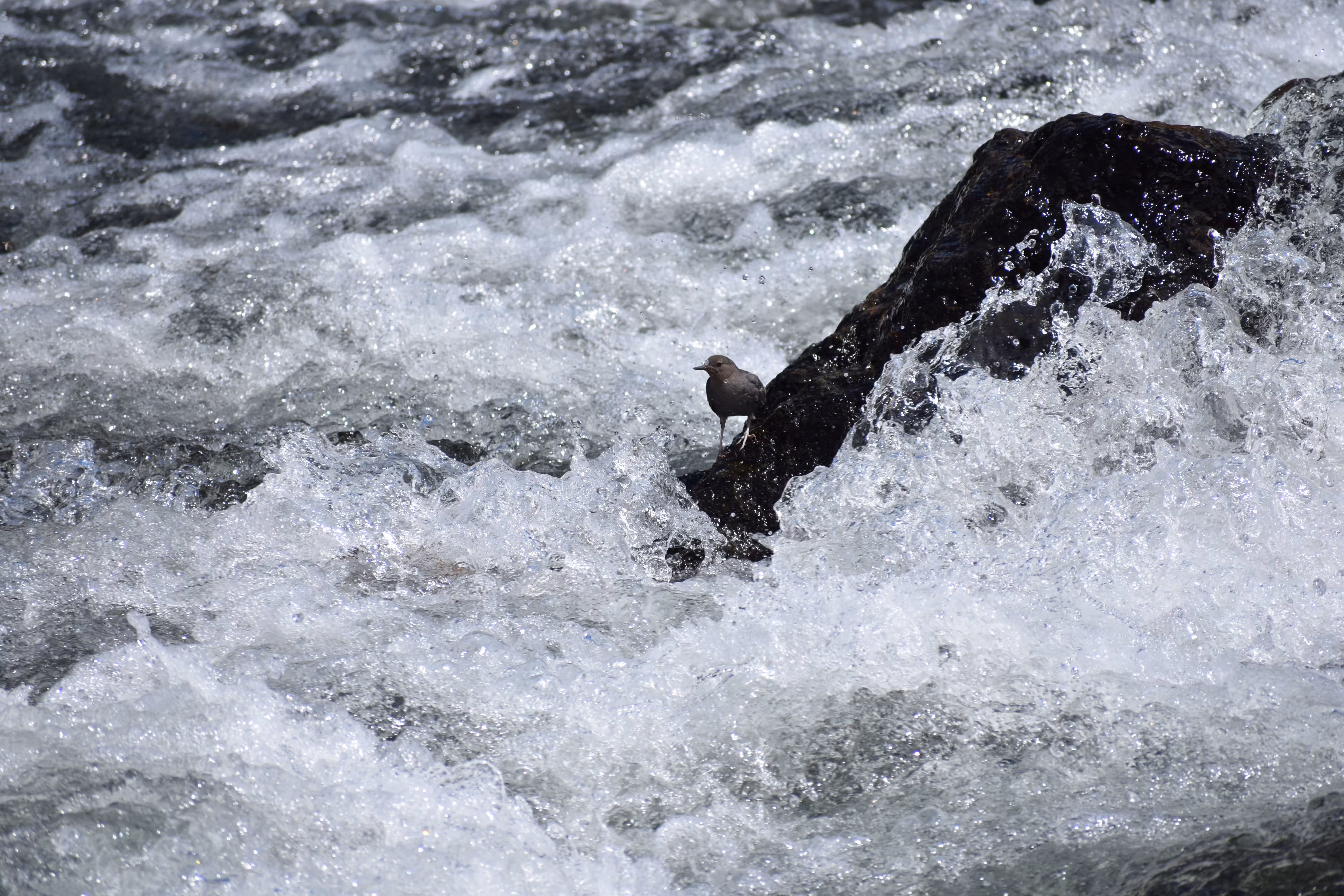 River Bird