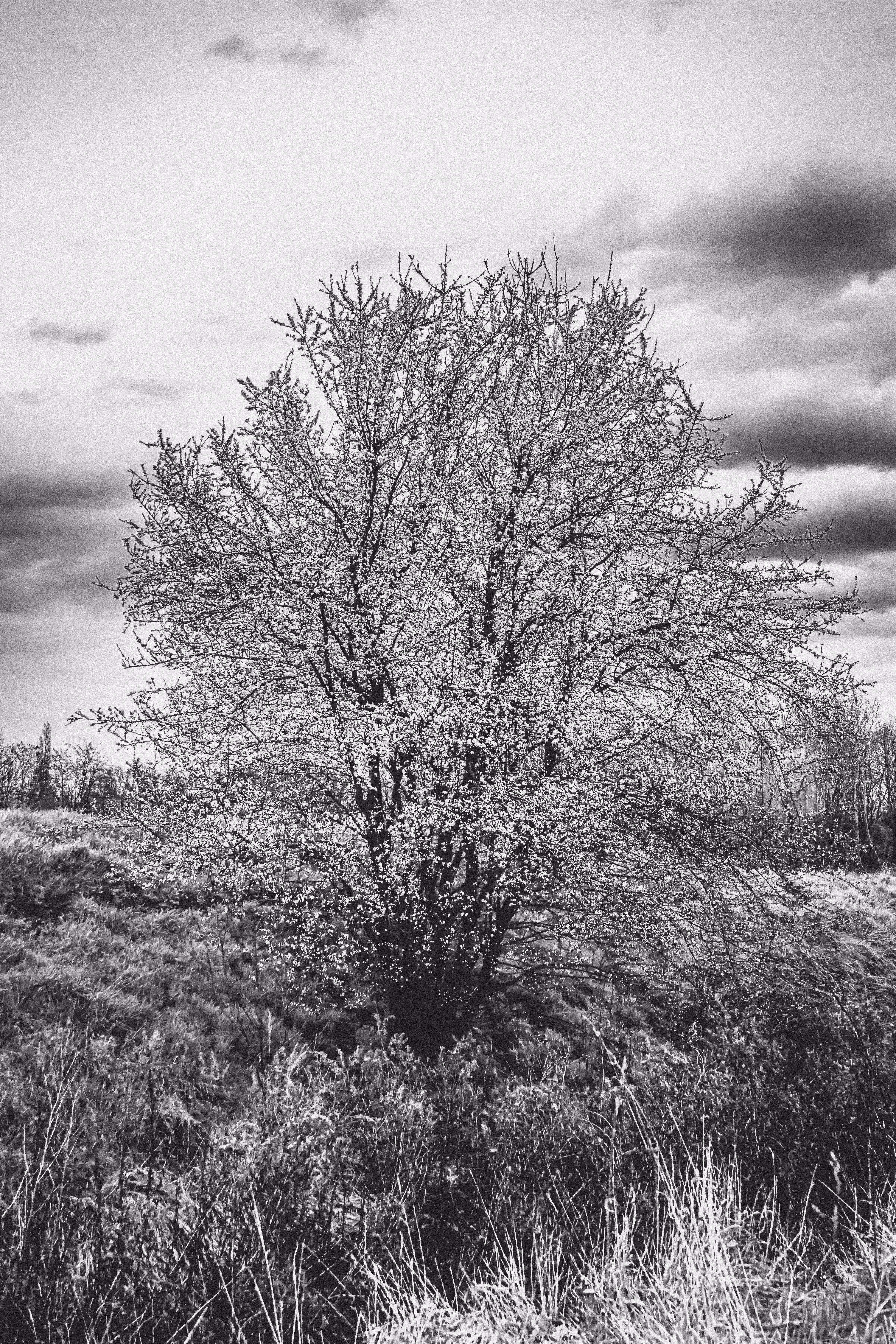 Monochrome Nature #055