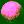 zygote