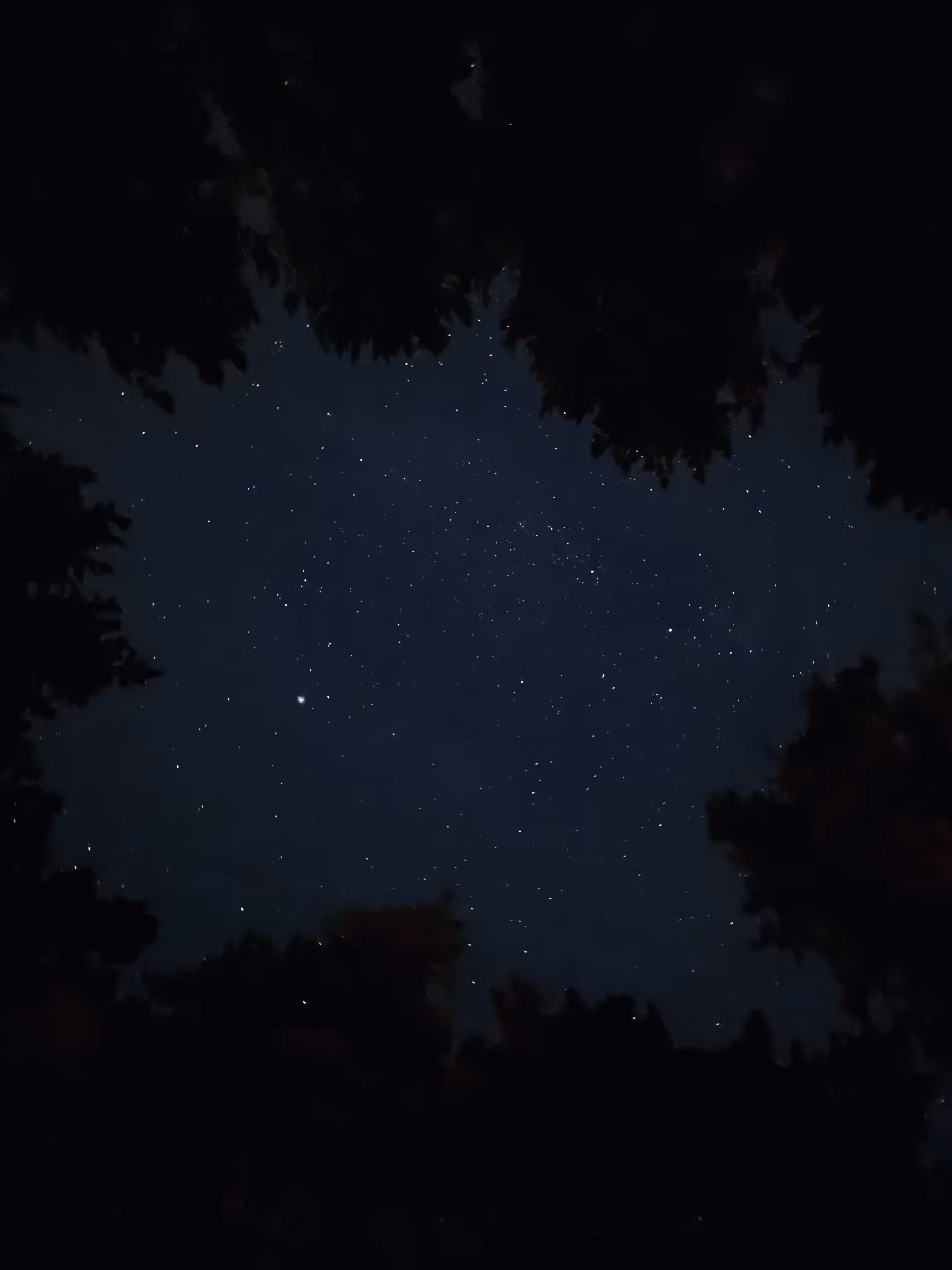 The night sky is studded with stars