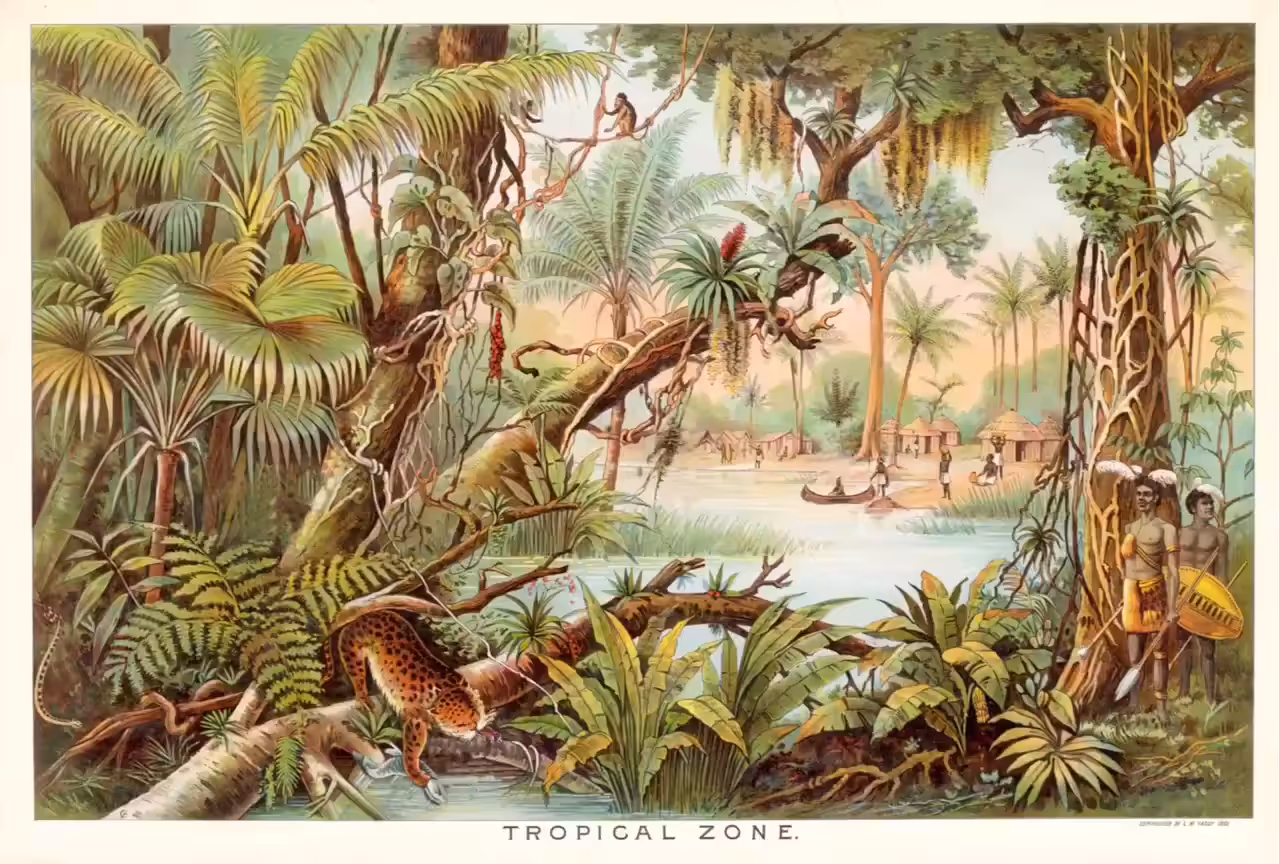 No.2 - The Jungle