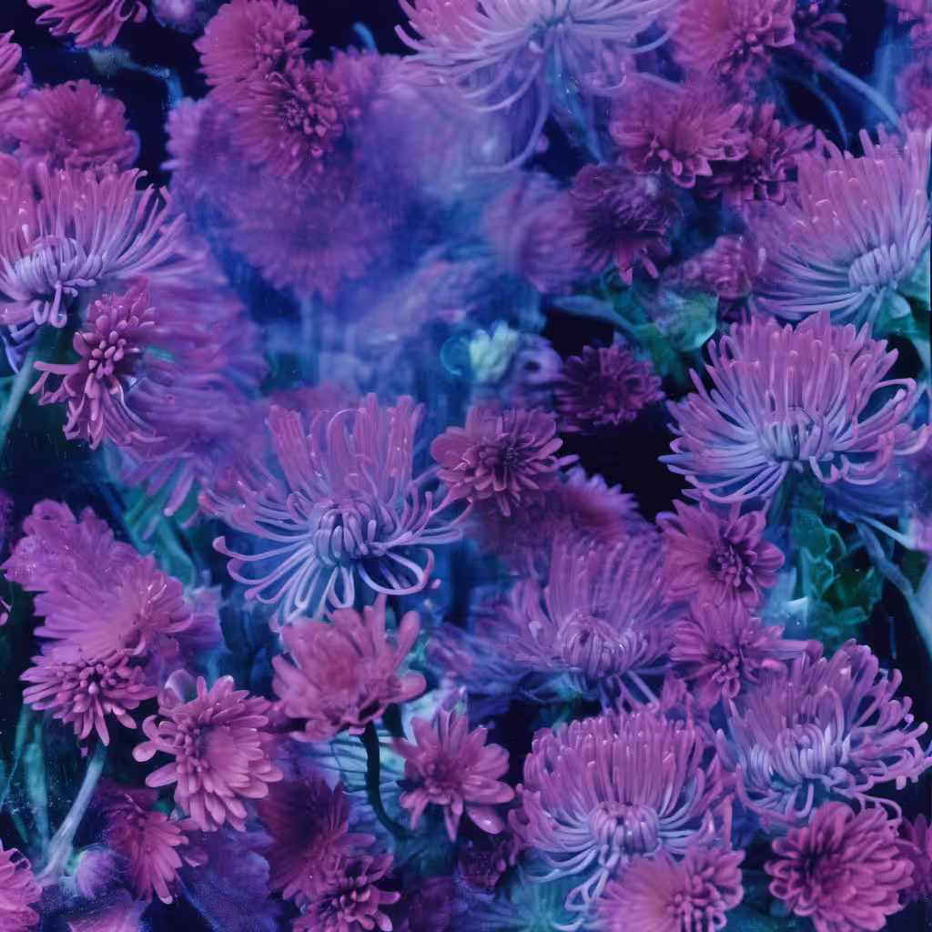 Bloom #13