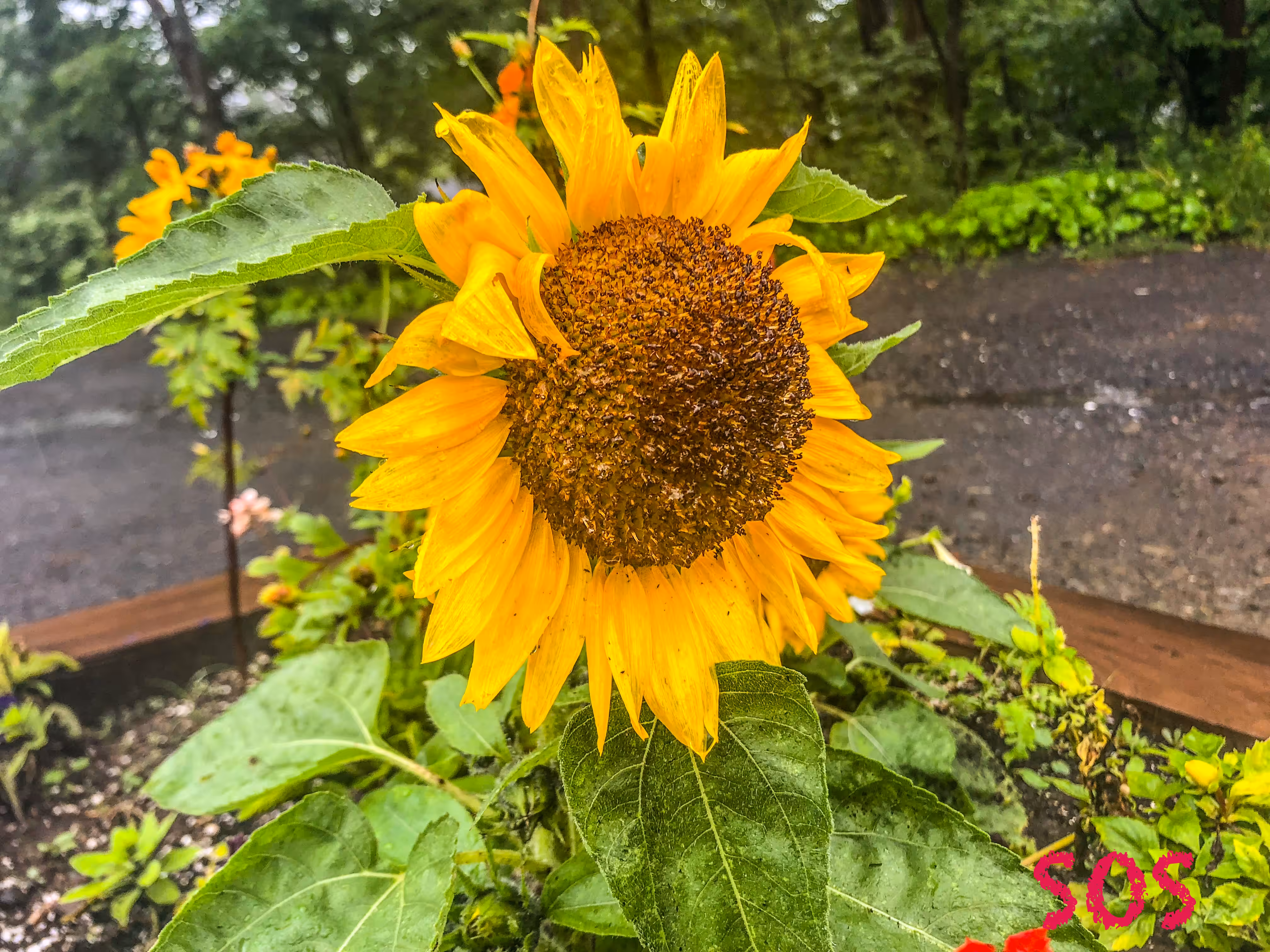 Sunflowers Over Suicide: Brockington