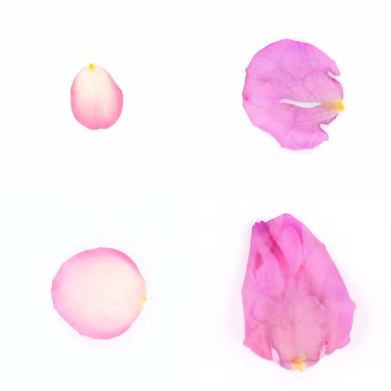 Infinite Petals 2x2#3089