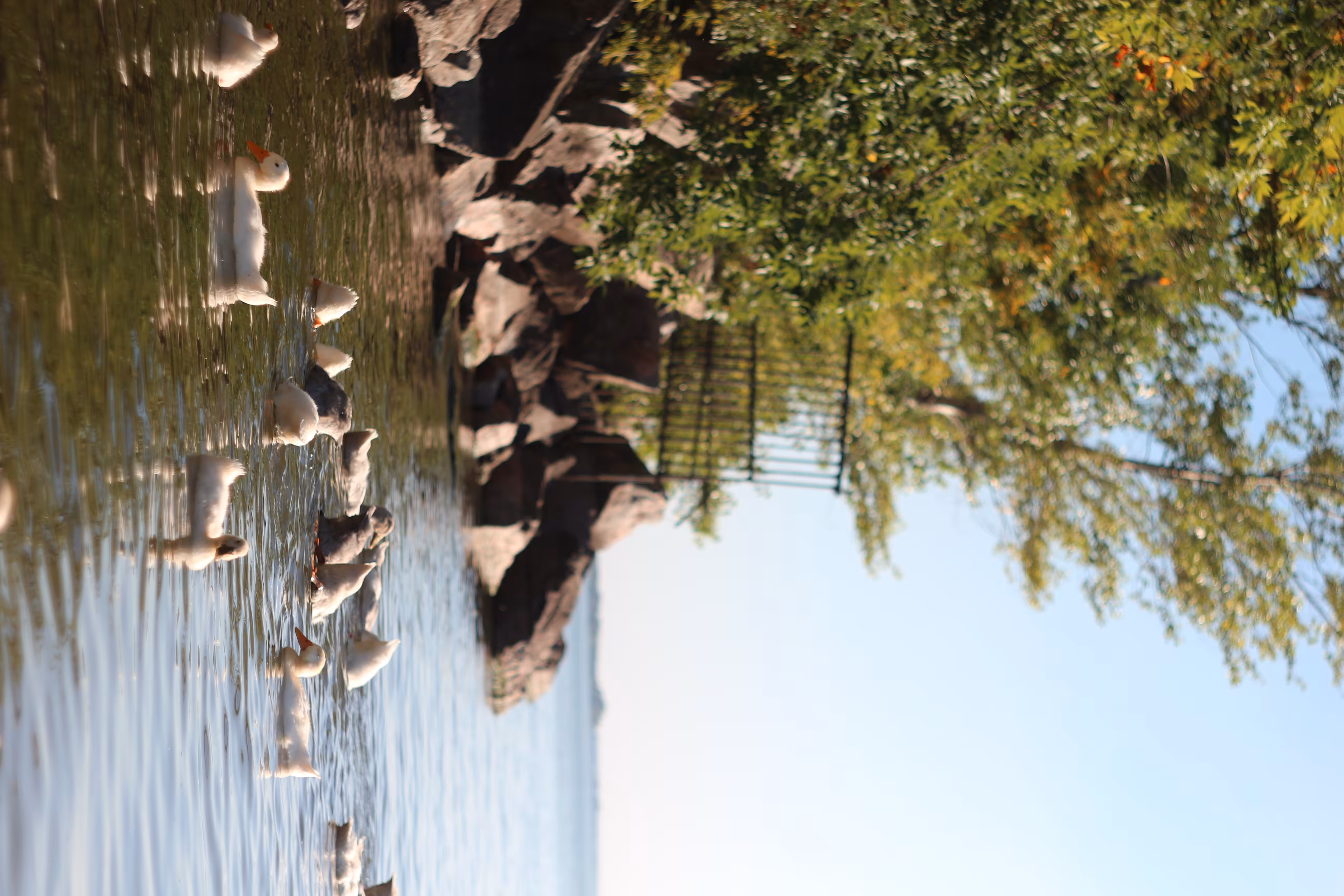 ducklings