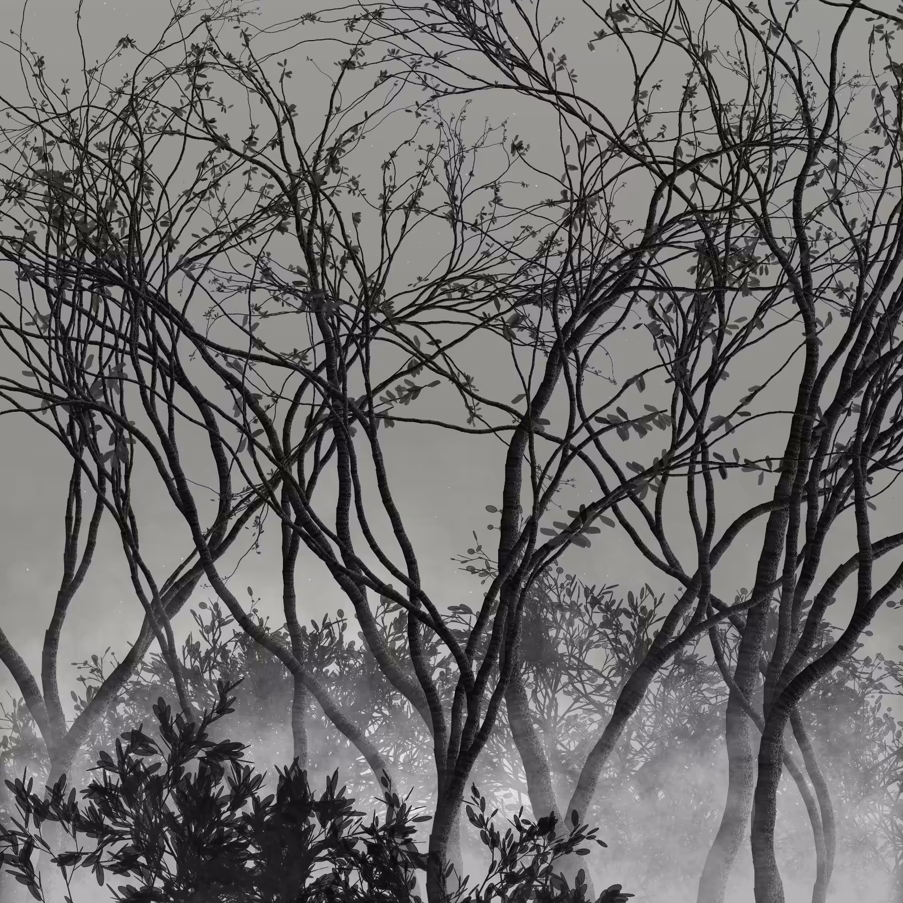 Morning Mist #237