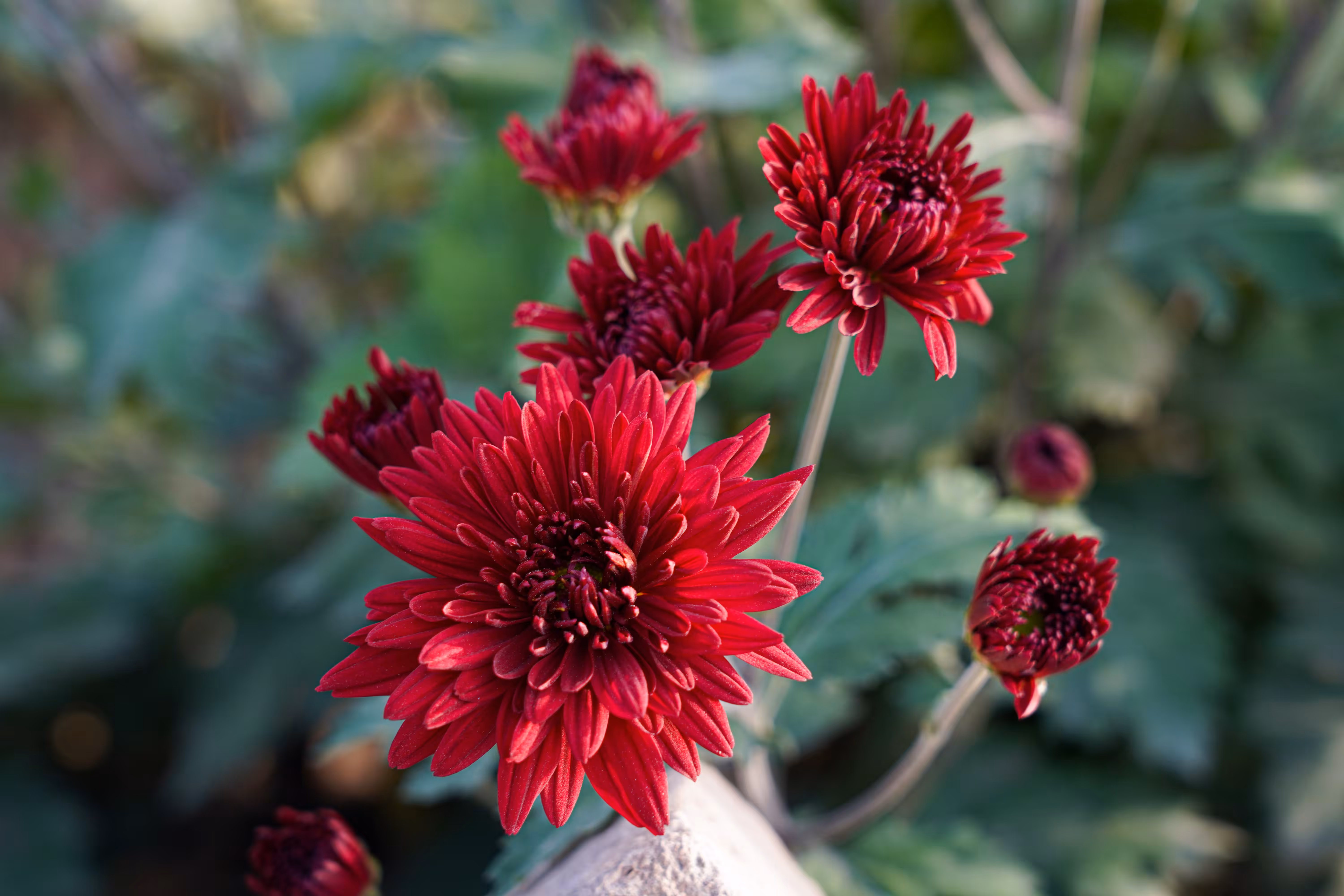 flowers: Red Whisper of Feeling