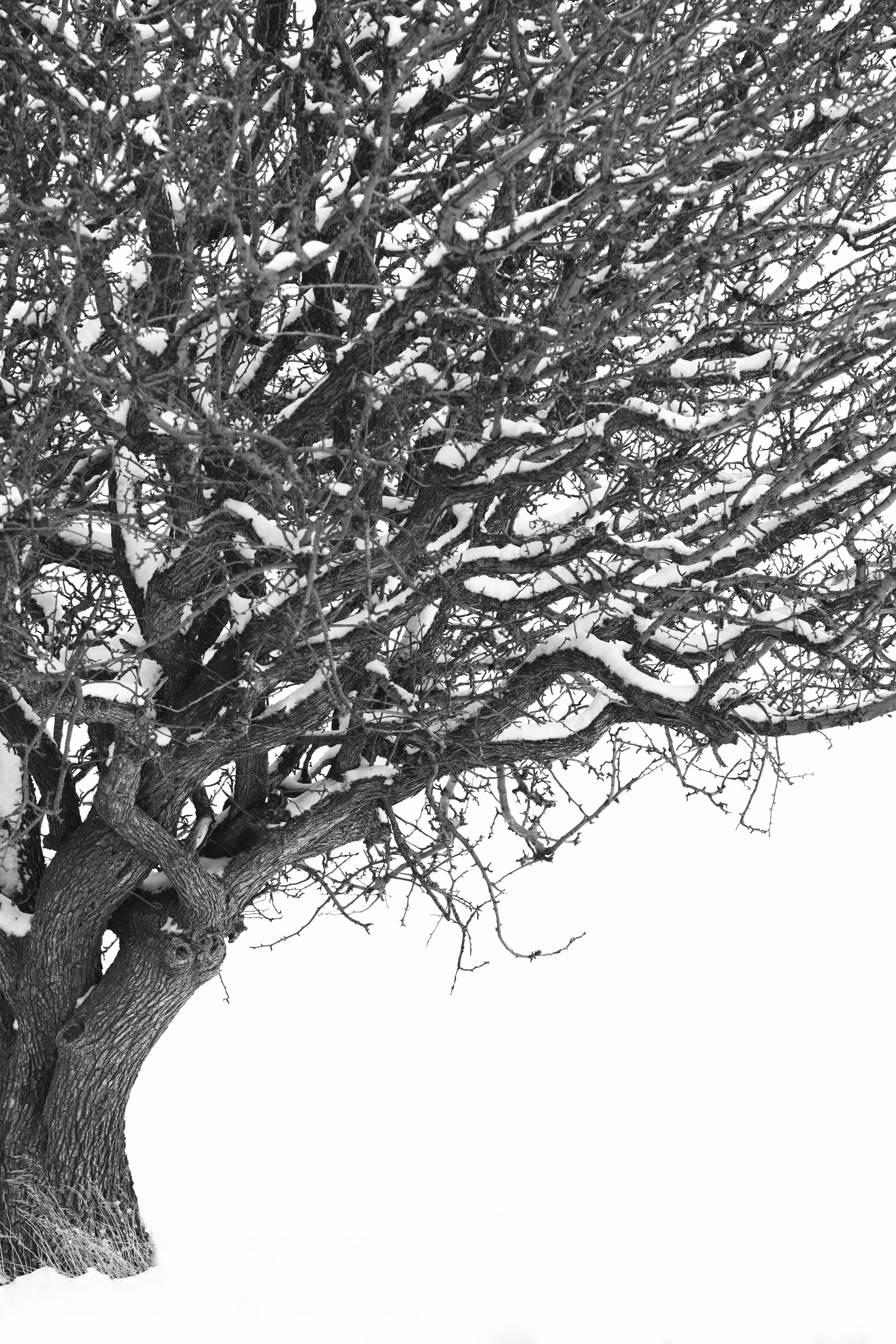 Root in the sky