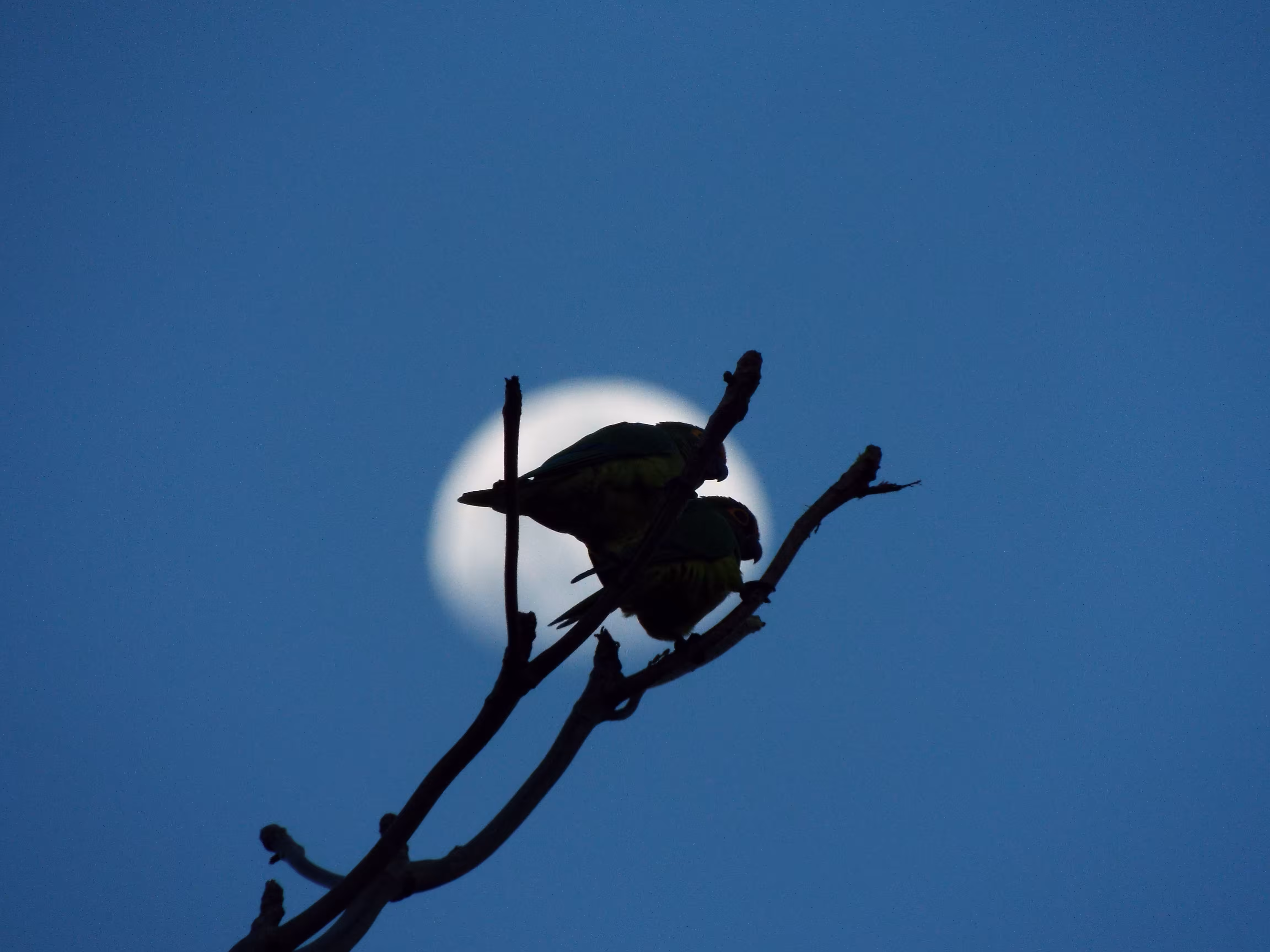 Love under moon light