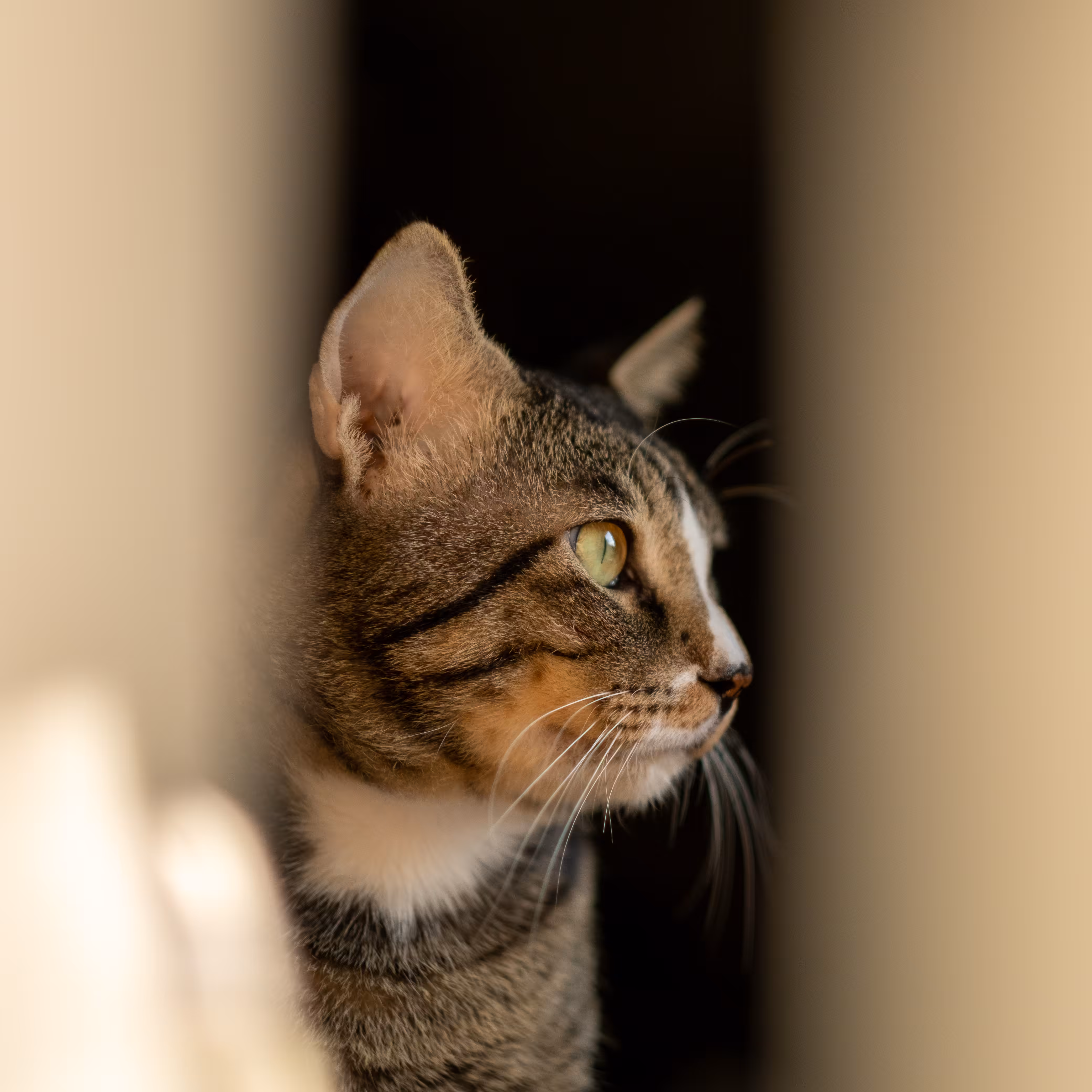 Portrait of Bobi the Cat #02