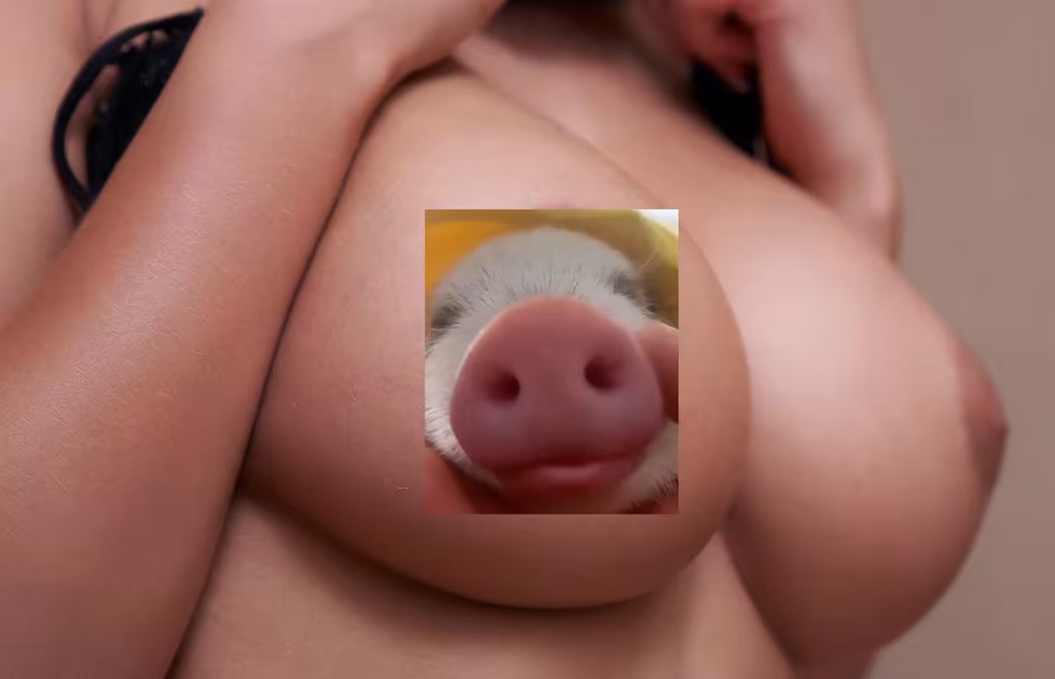 piggy nose