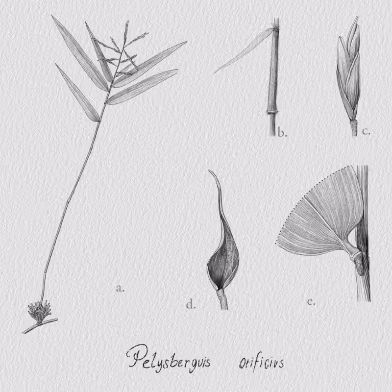 Botanical Illustration - Bambusoideae 1 #9