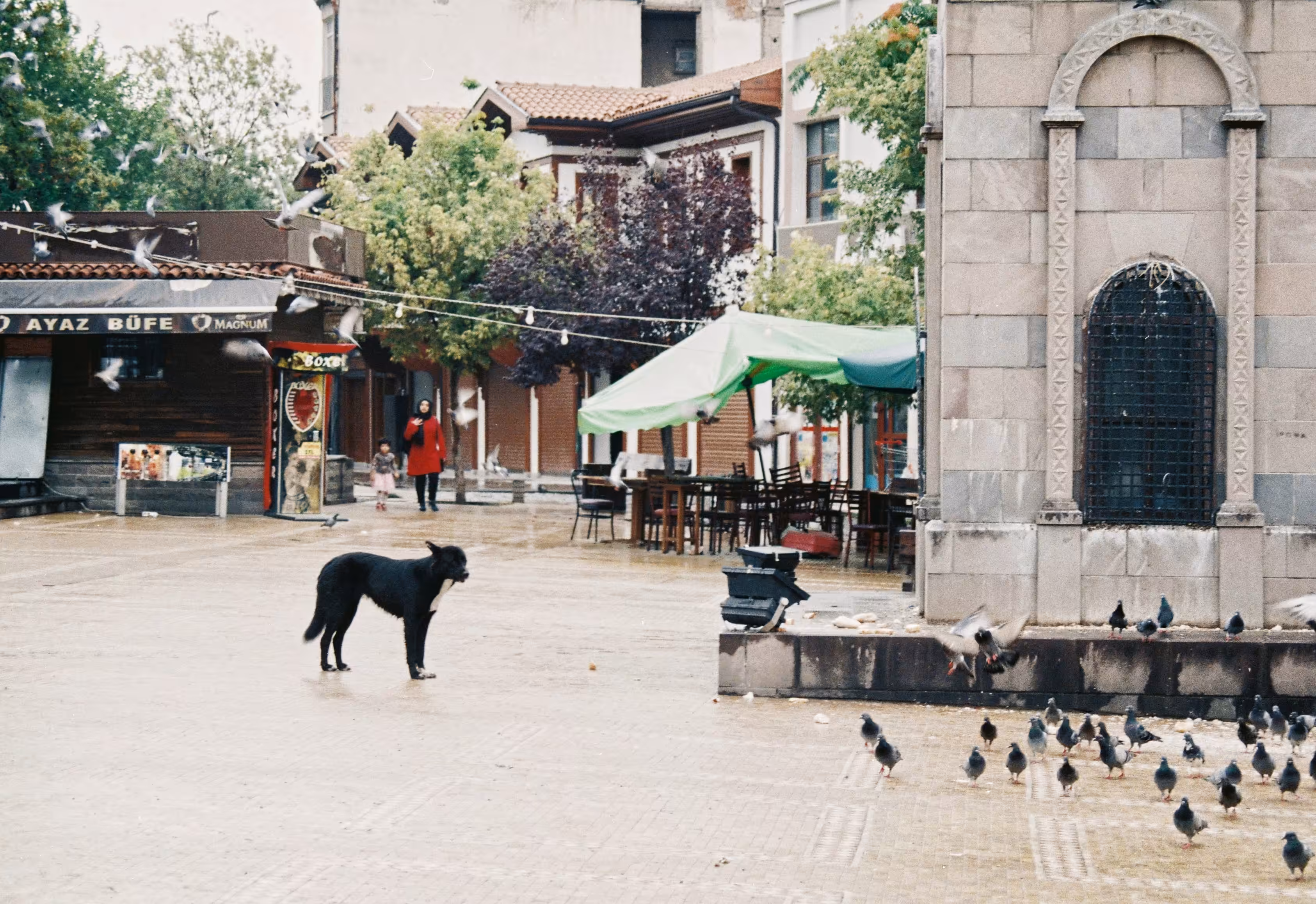 Dogs and Pigeons