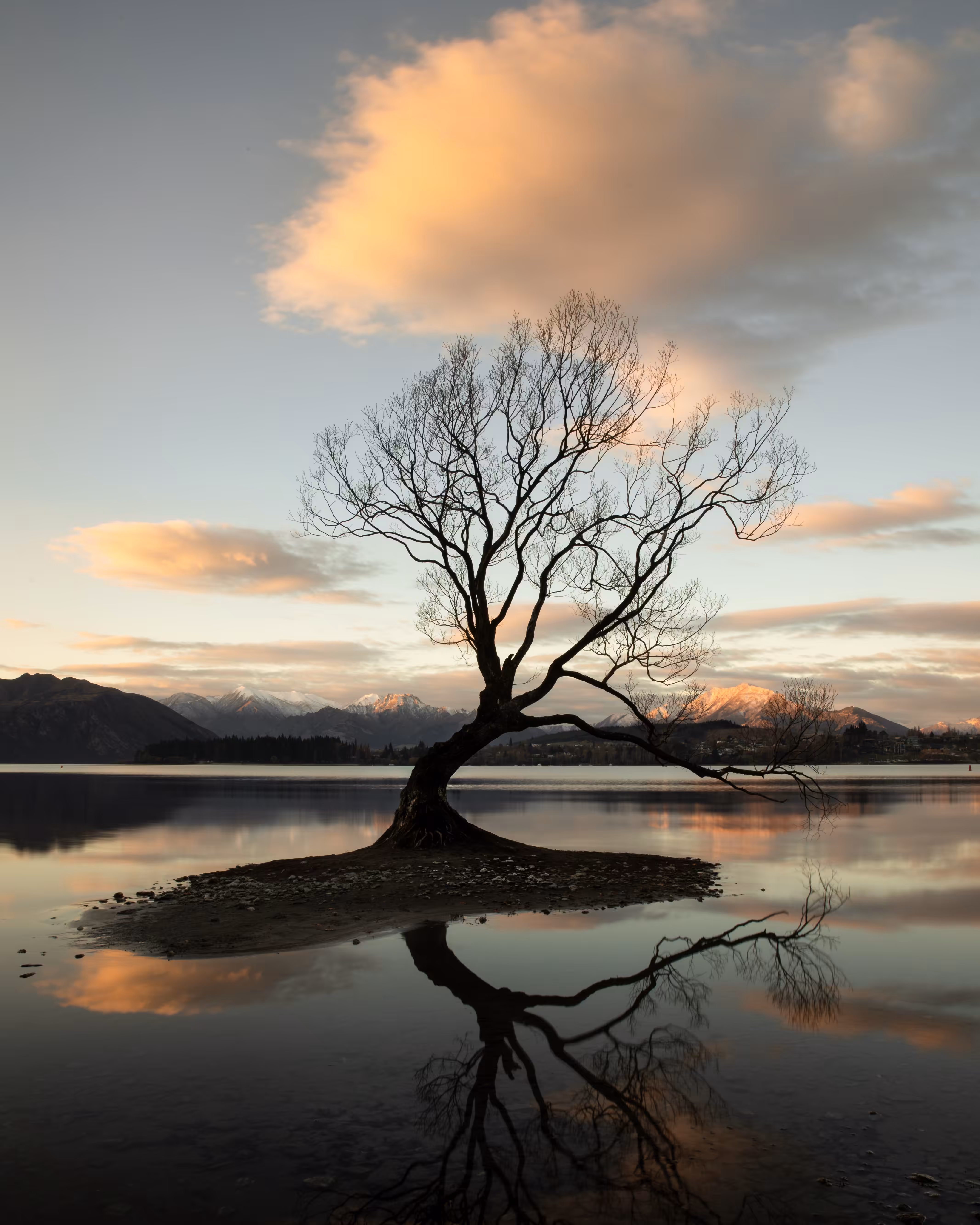 That Wanaka Tree