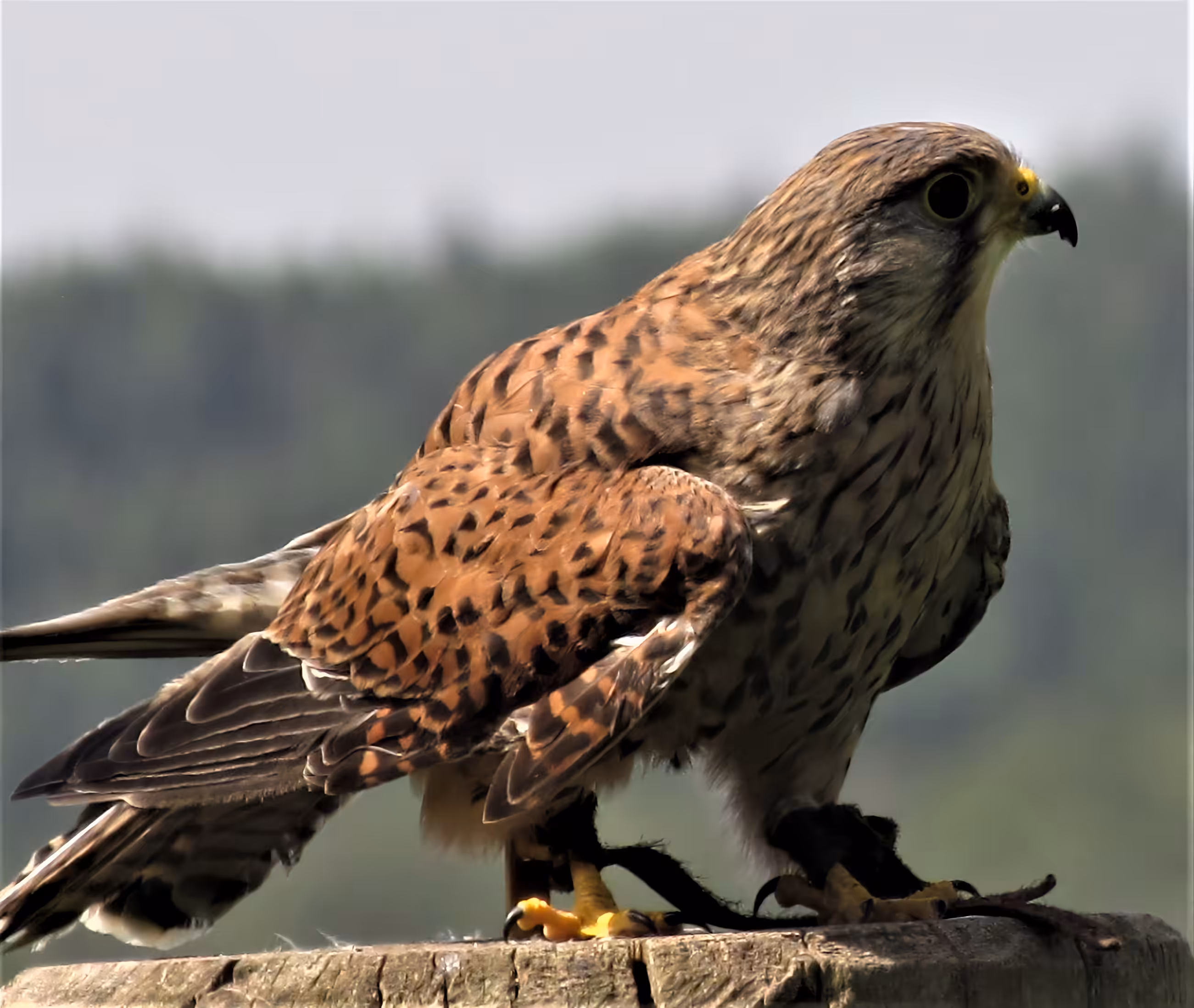Turmfalke