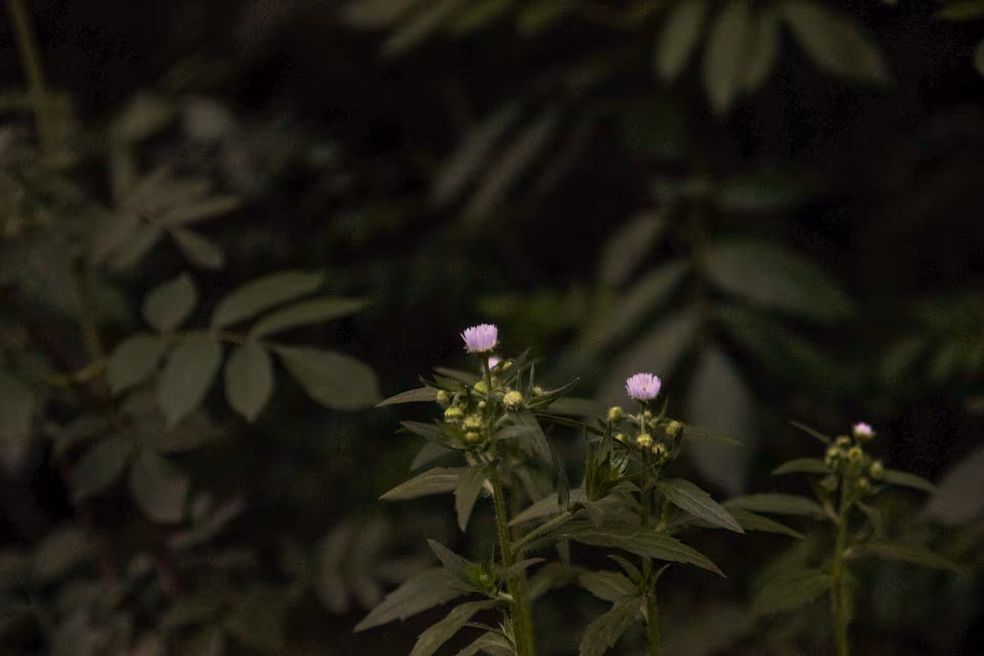 Bloom in Day and Night