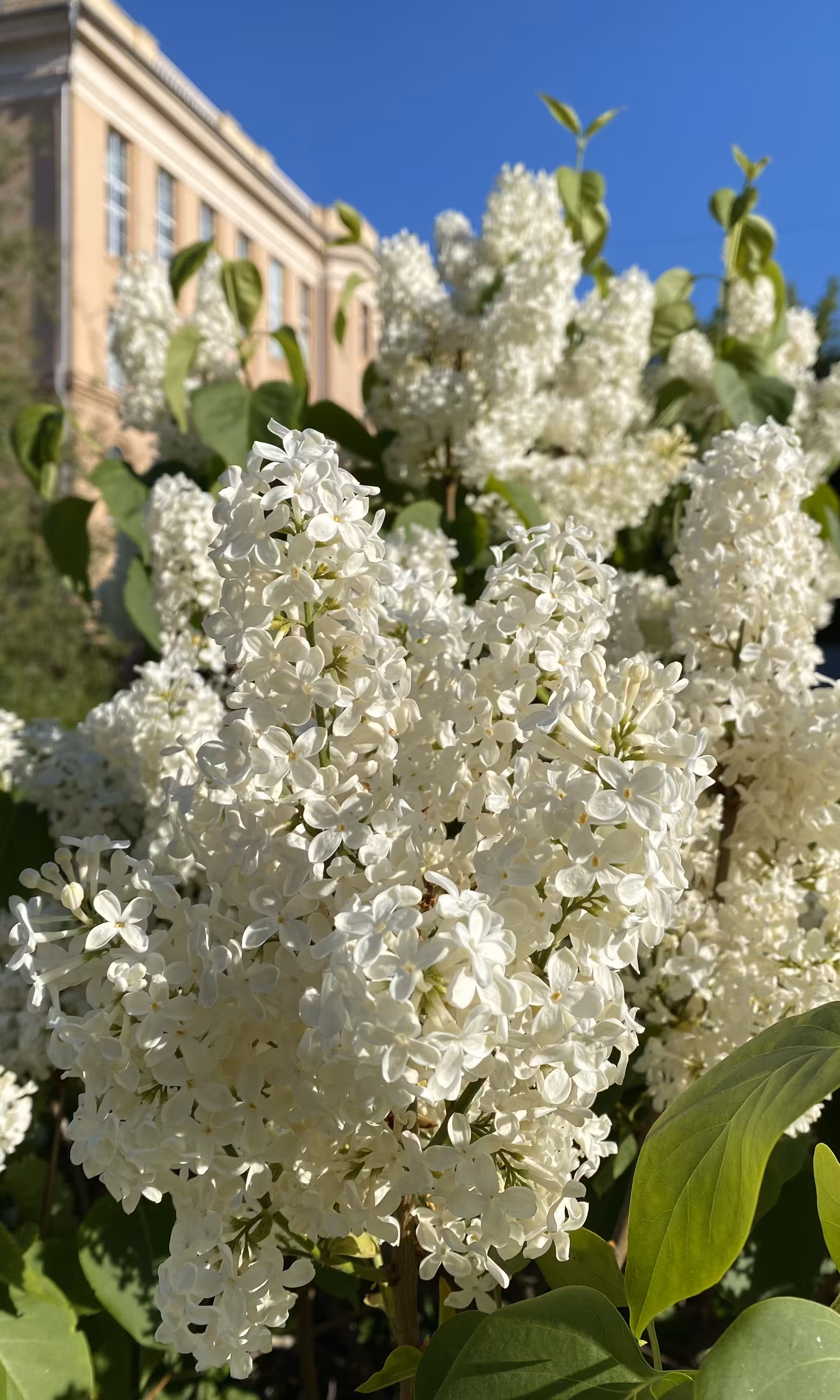 White lilac