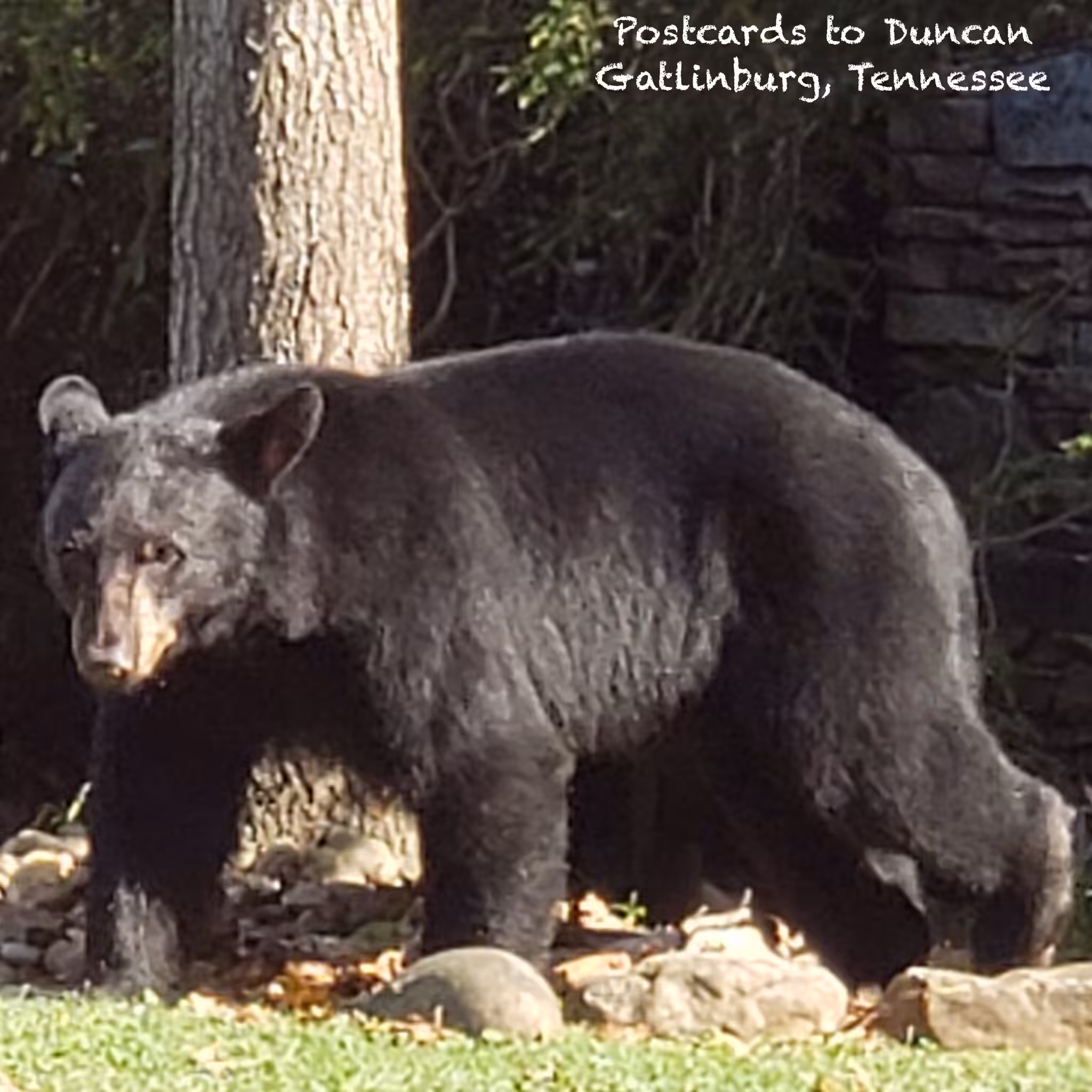Bear!