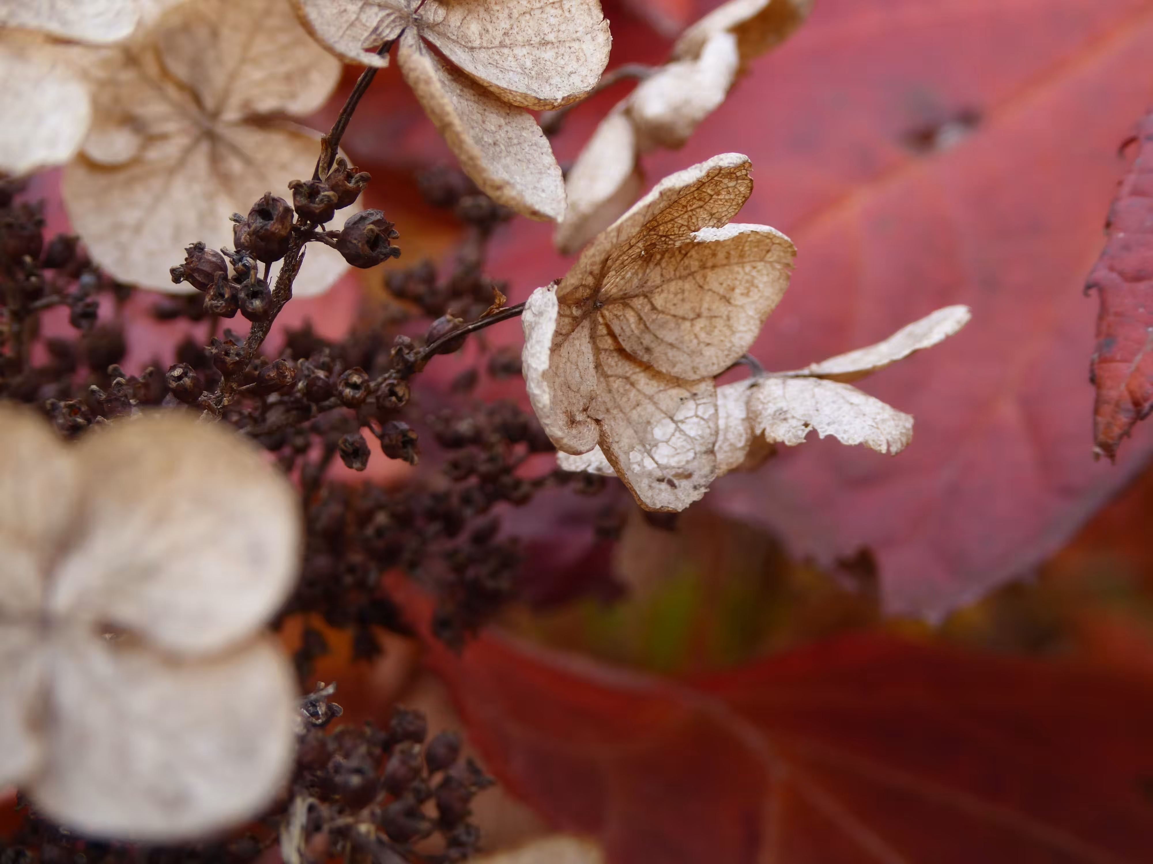 The Beauty of Decay: An Oak Leaf Hydrangea in Its Final Days