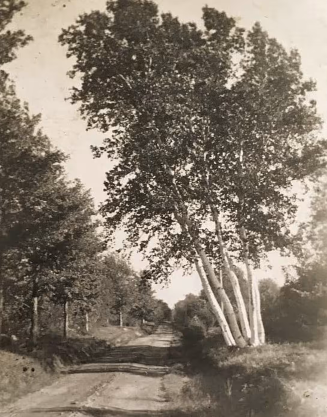 birch tree dream