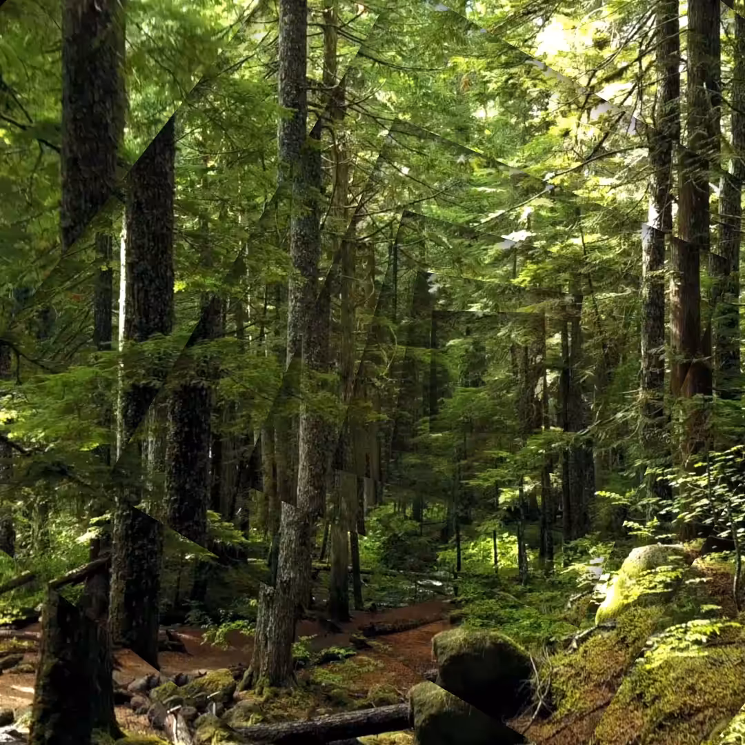 INFINITE FOREST