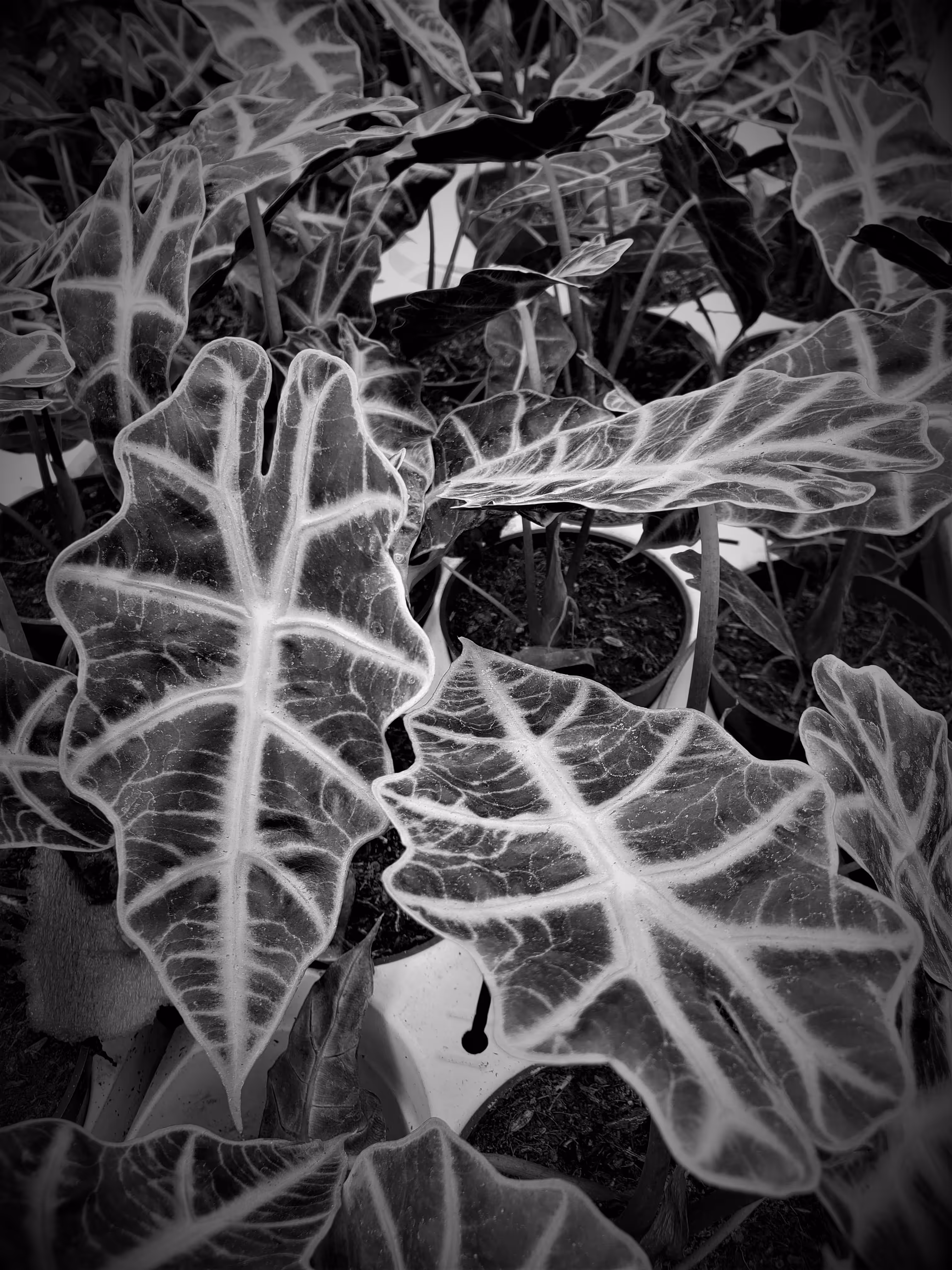 Alocasia "African Mask"