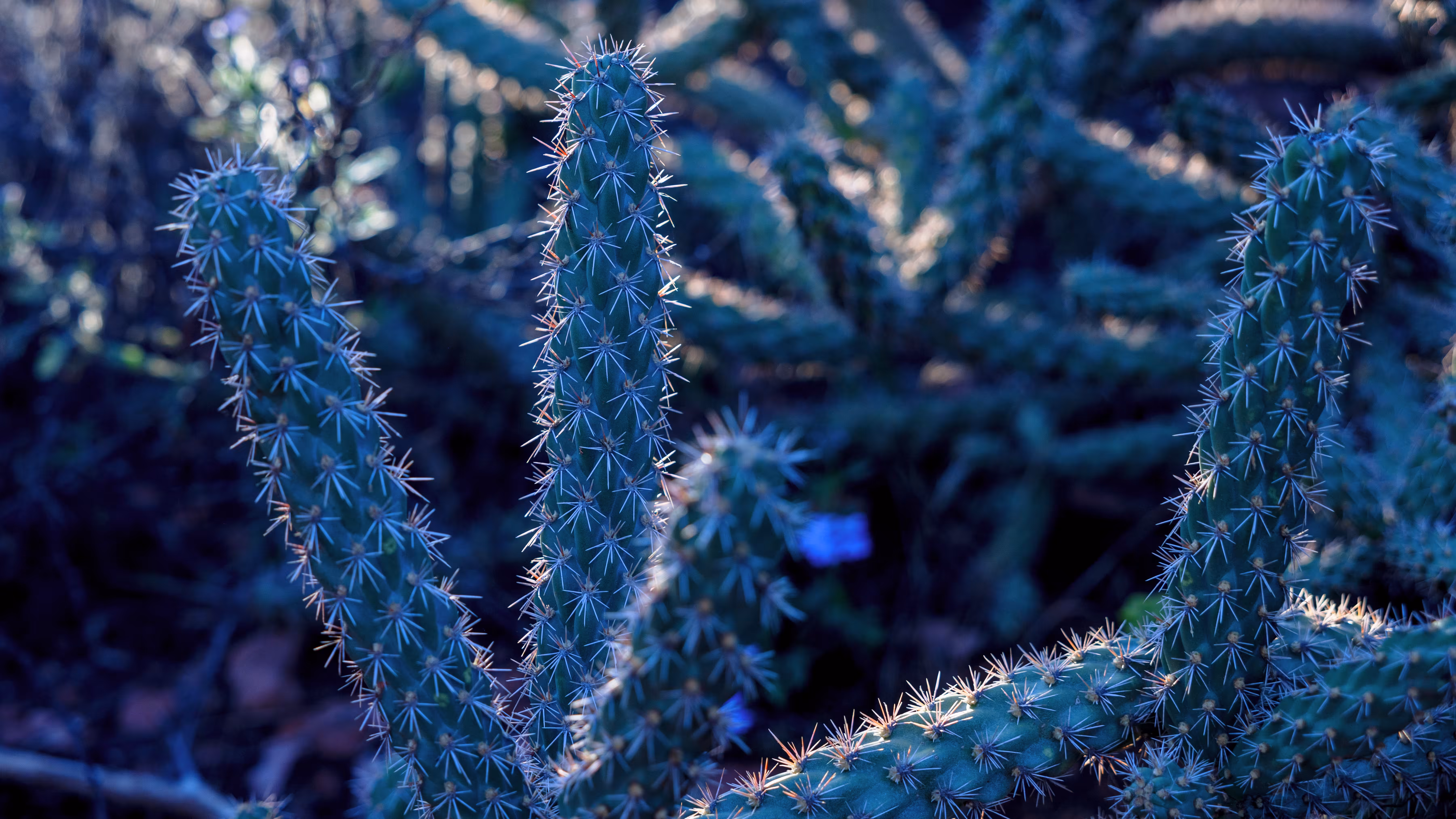 REPOSE - Plant Postures (From 3 Tez): Succulent Blues