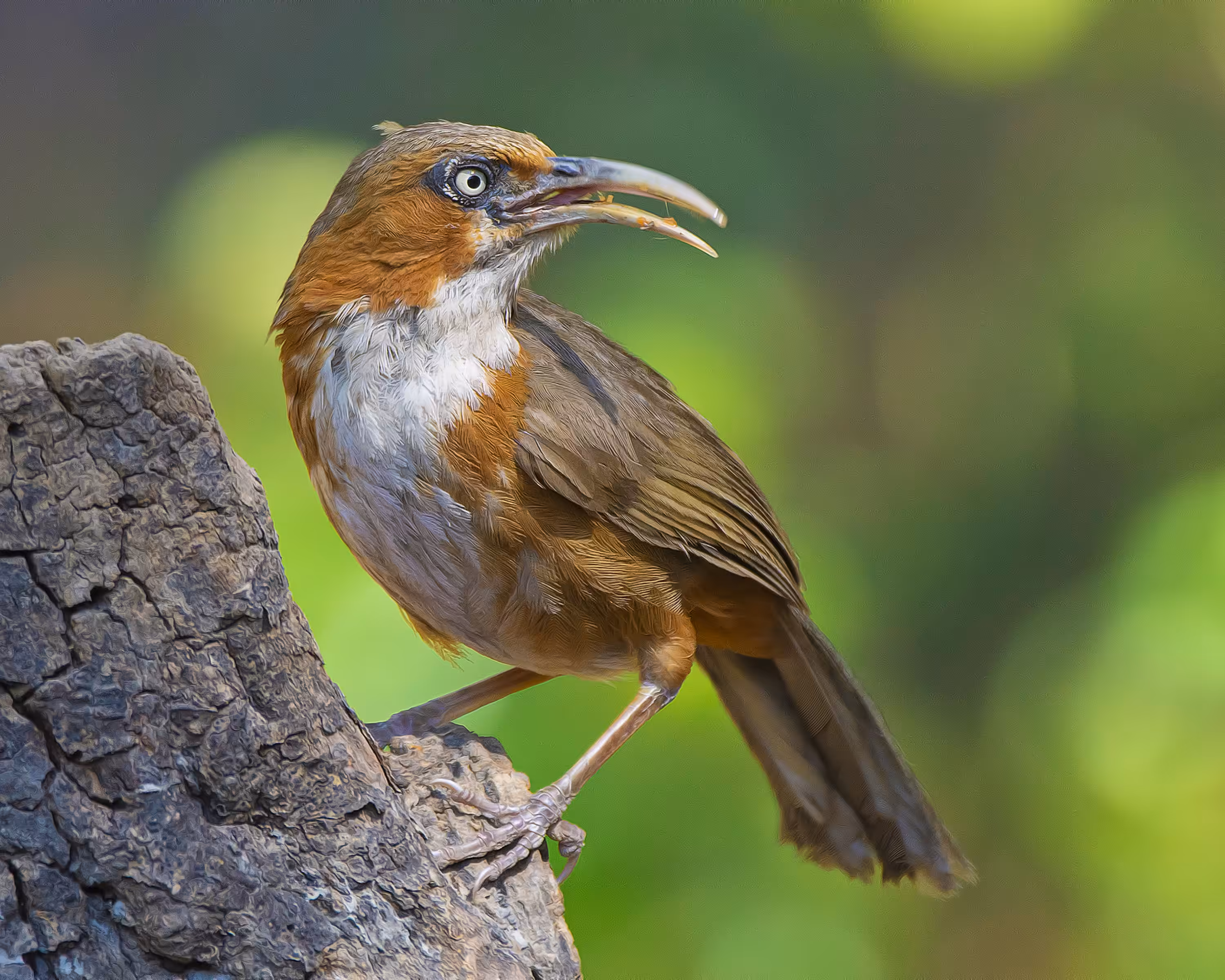Rusty-cheeked Scimitar-Babbler