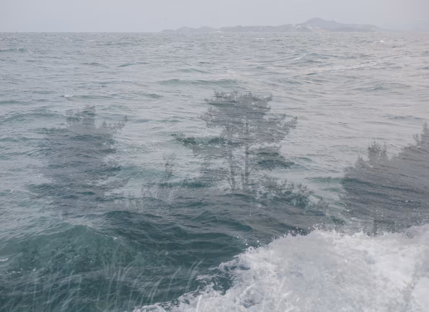 Pines - from "The diaries of a sailor"