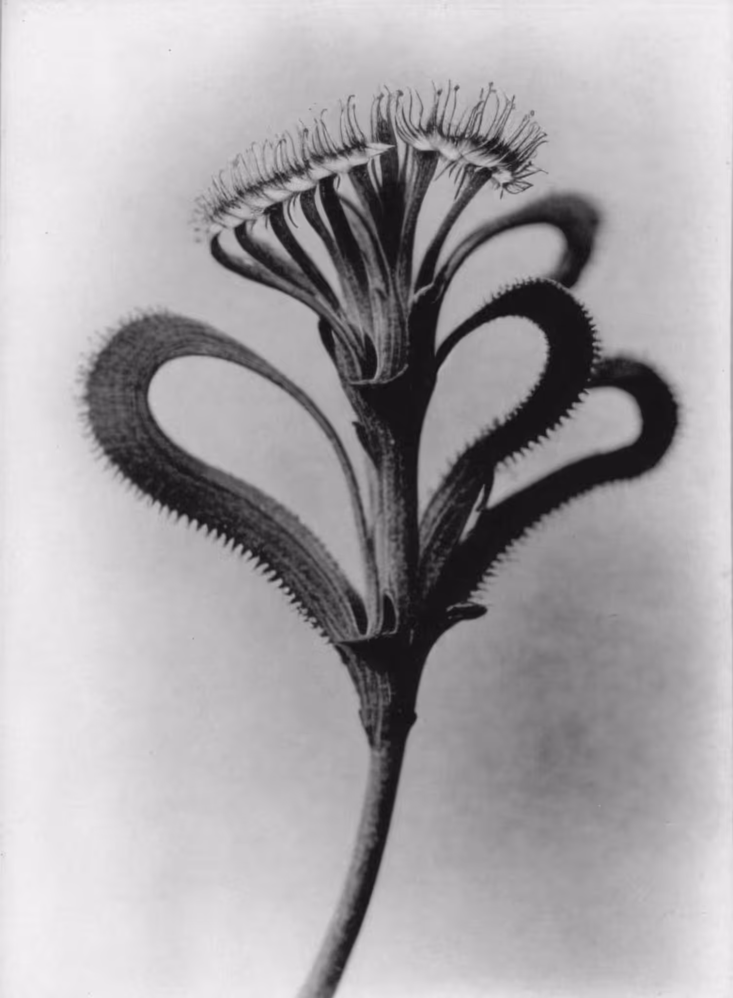 Unknown (extinct), Photogravure, 1928