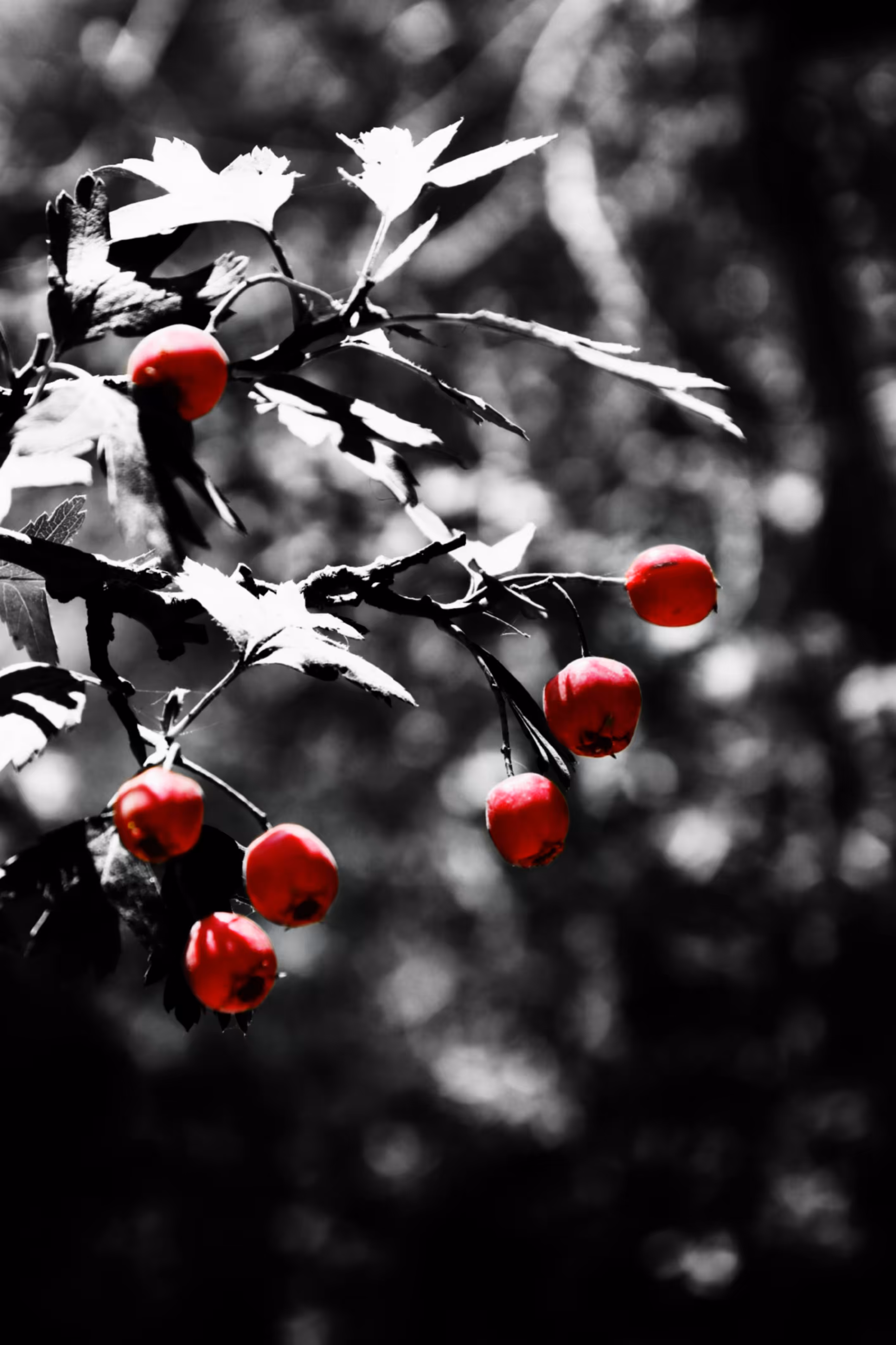 Crimson Whispers