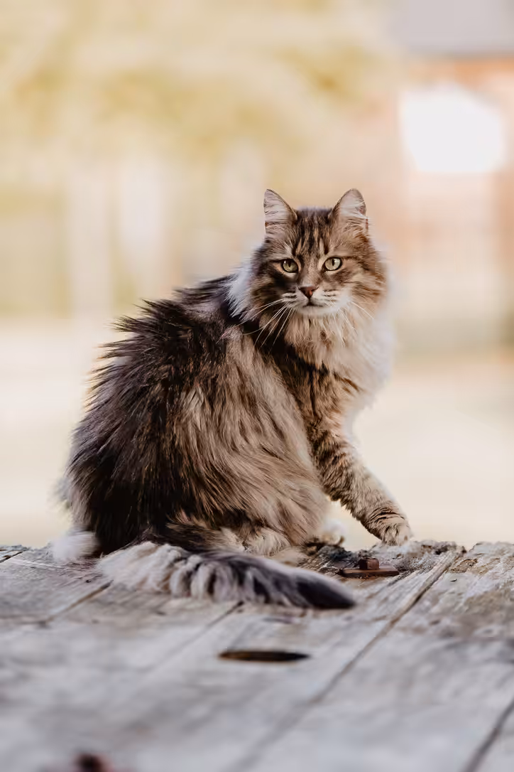 Norwegian Forest cat #7 NFC