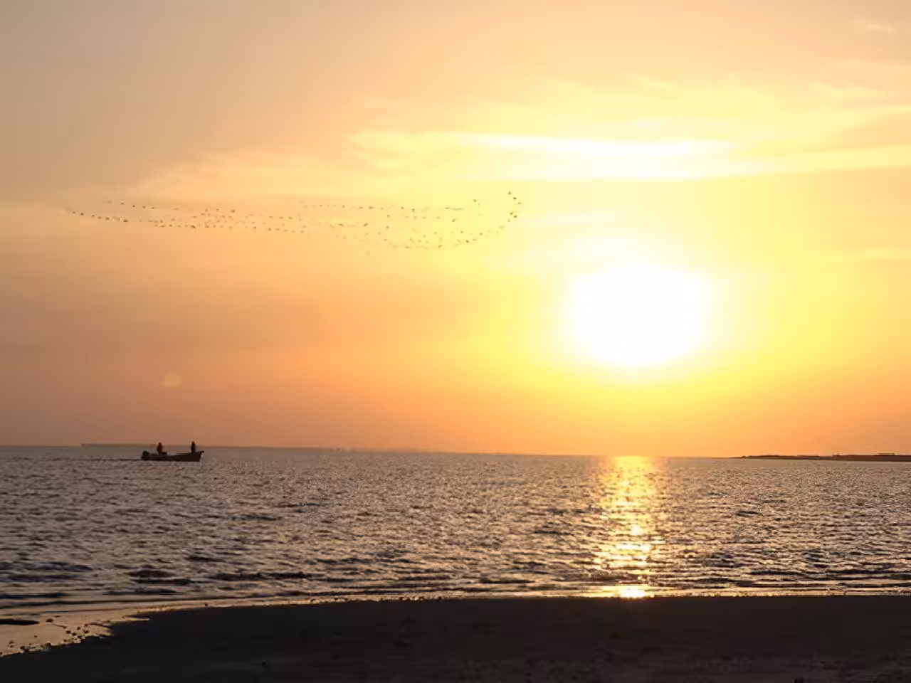 guide birds