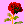 red rose 03