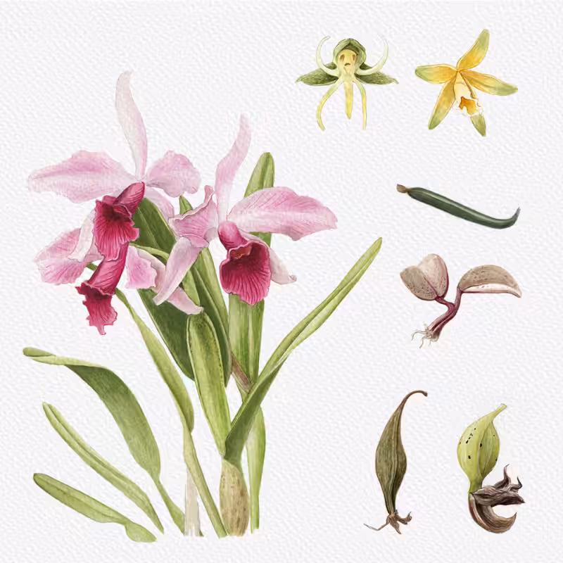 Botanical Illustration - Orchids 1 #55