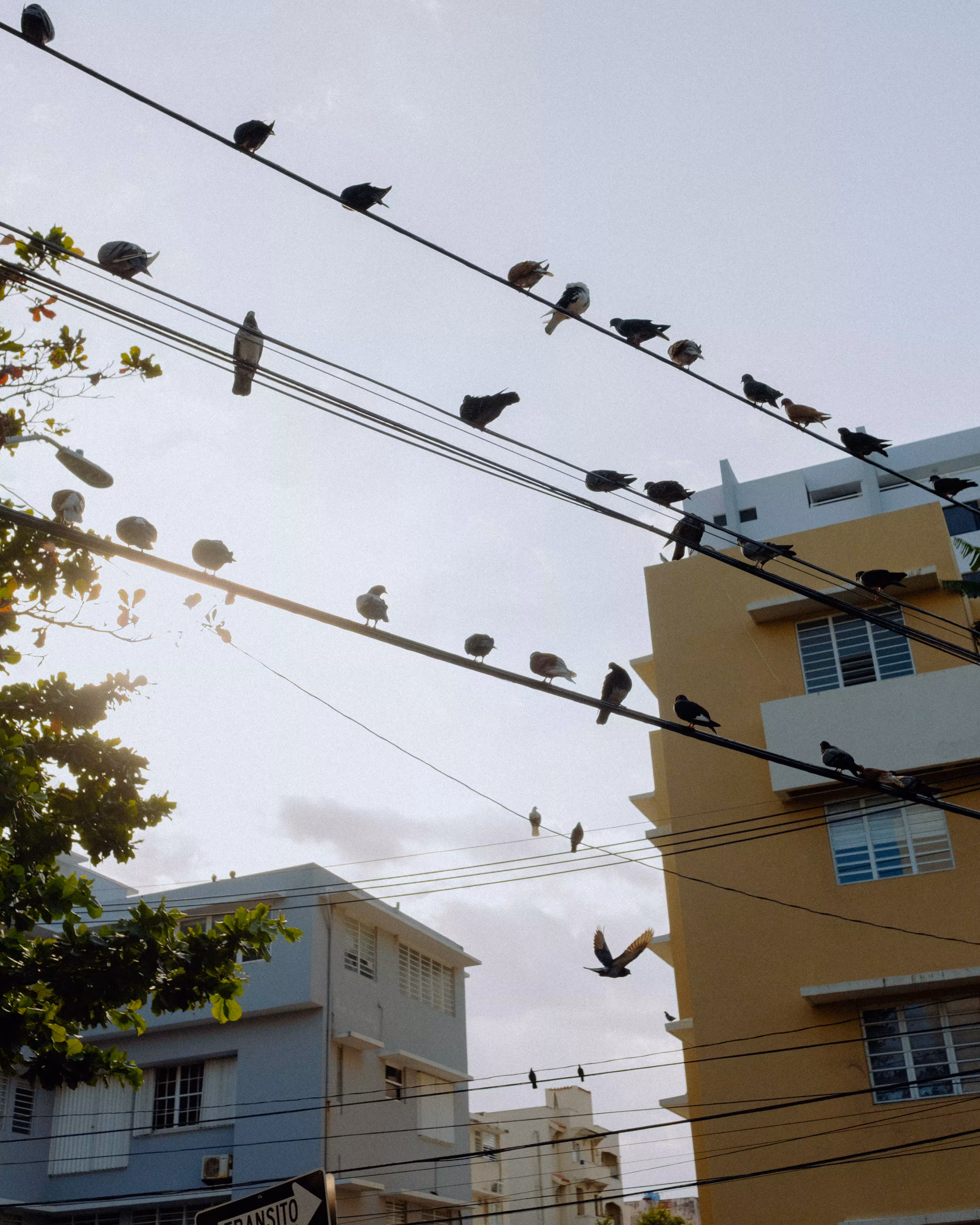 Island pigeons