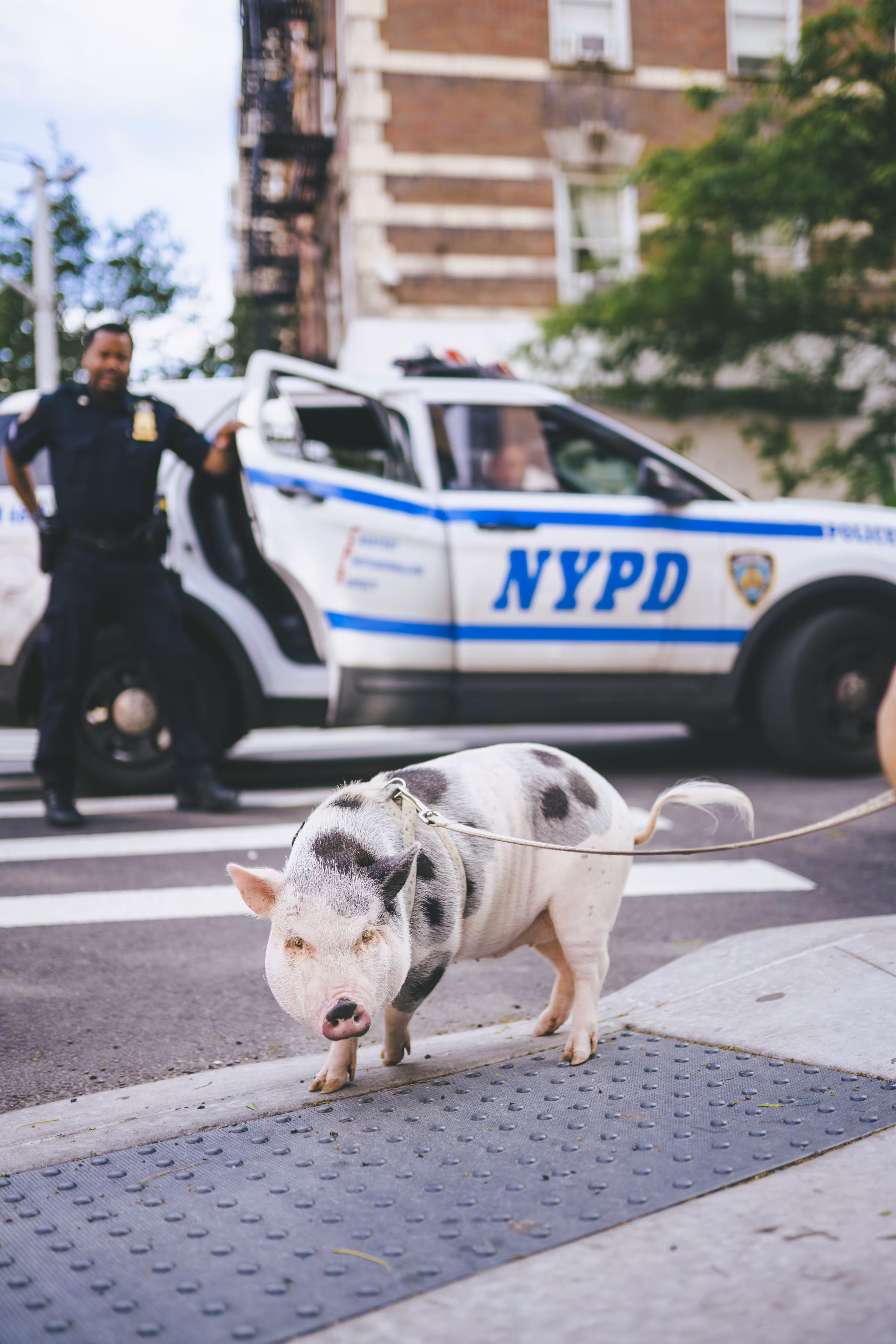 Pig