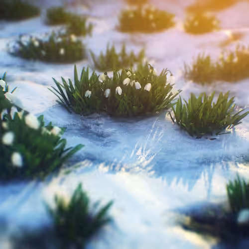 Snowdrop